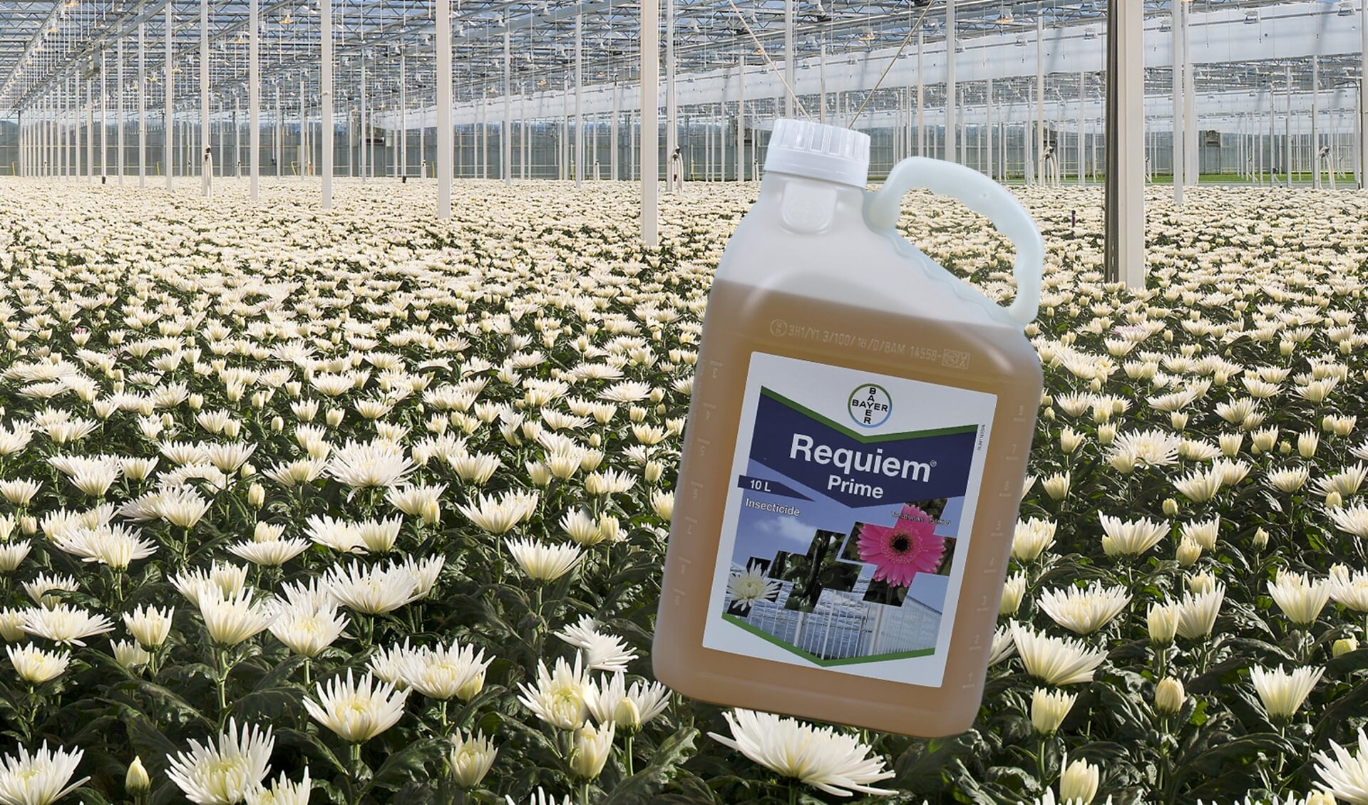 Nieuw biologisch insecticide tegen witte vlieg, trips, spint en wolluis ...