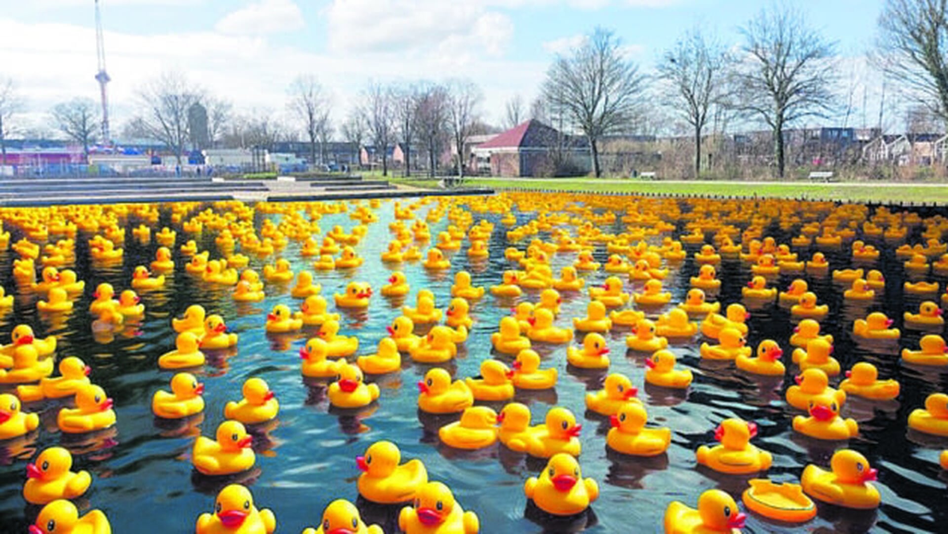 Badeendenrace in Zwanenburg; Speeltuin in actie voor nieuw clubgebouw