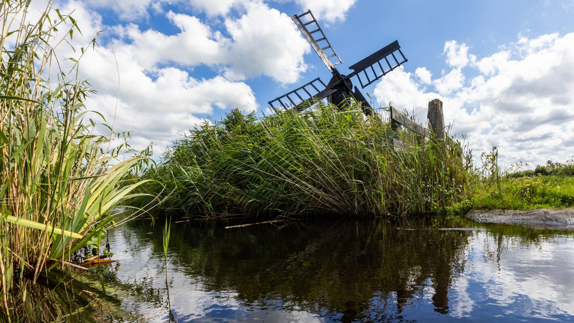 Ontluikende zomer in het Ilperveld
