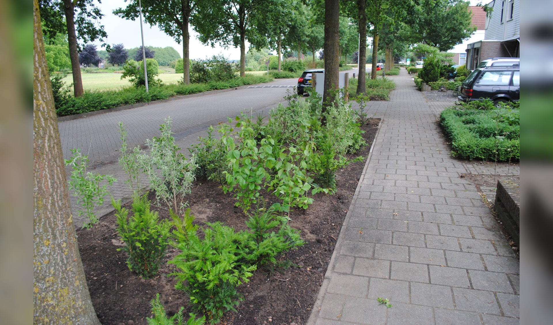 'Plantsoen van de toekomst' in Osse straat - Adverteren Oss | Weekblad ...