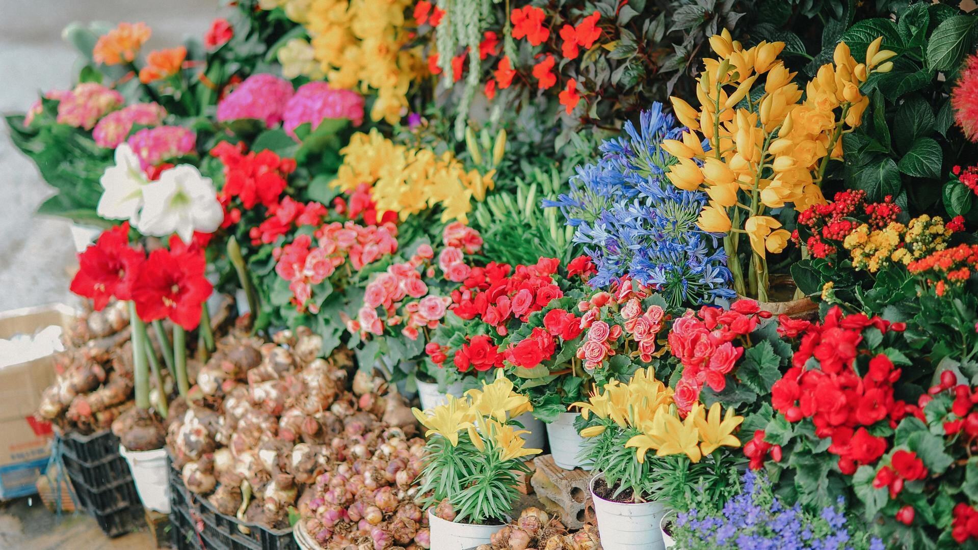 Plantenruilbeurs DuBOS