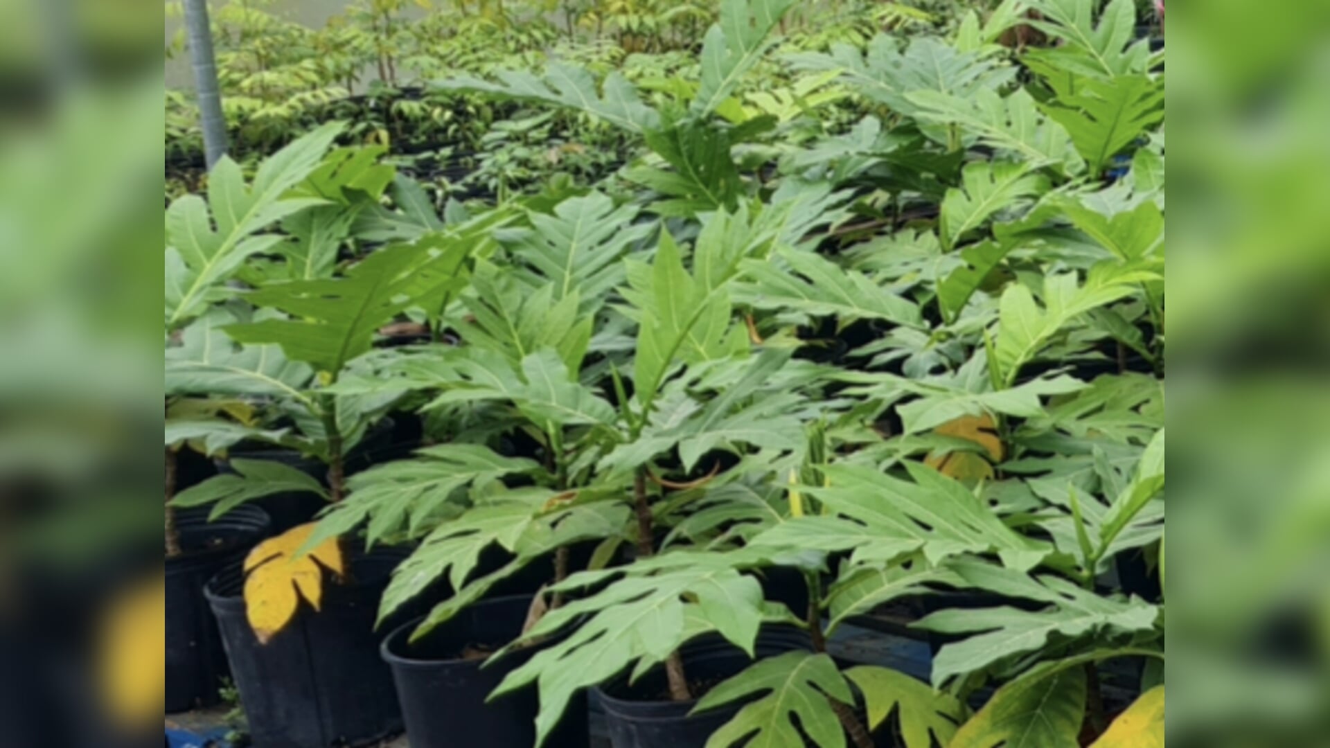 Breadfruit Trees to Take Root Across Saba in Food Security Project ...