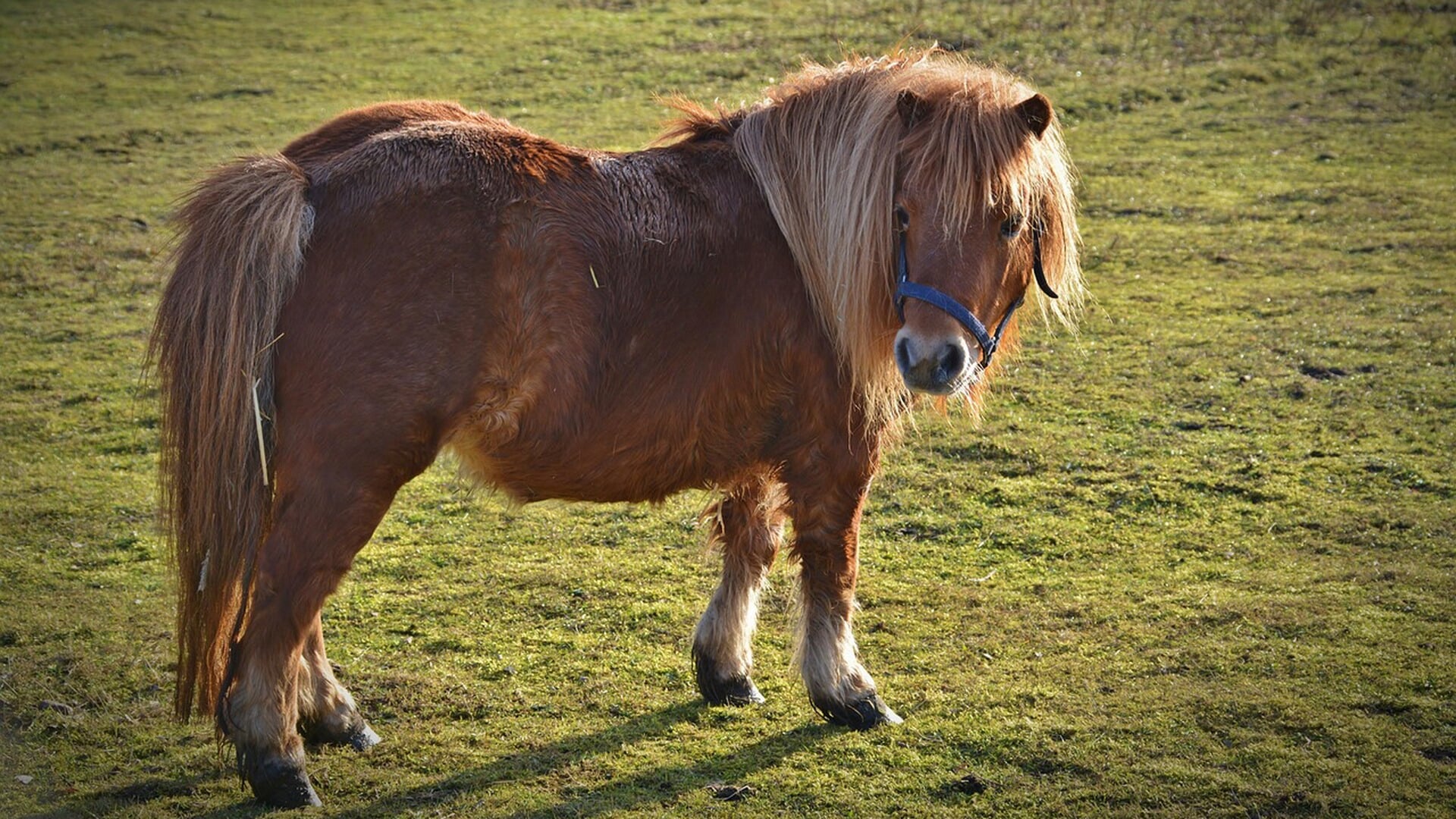 OM eist celstraf tegen man die seksueel misbruik maakte van drachtige pony in Amstelveen