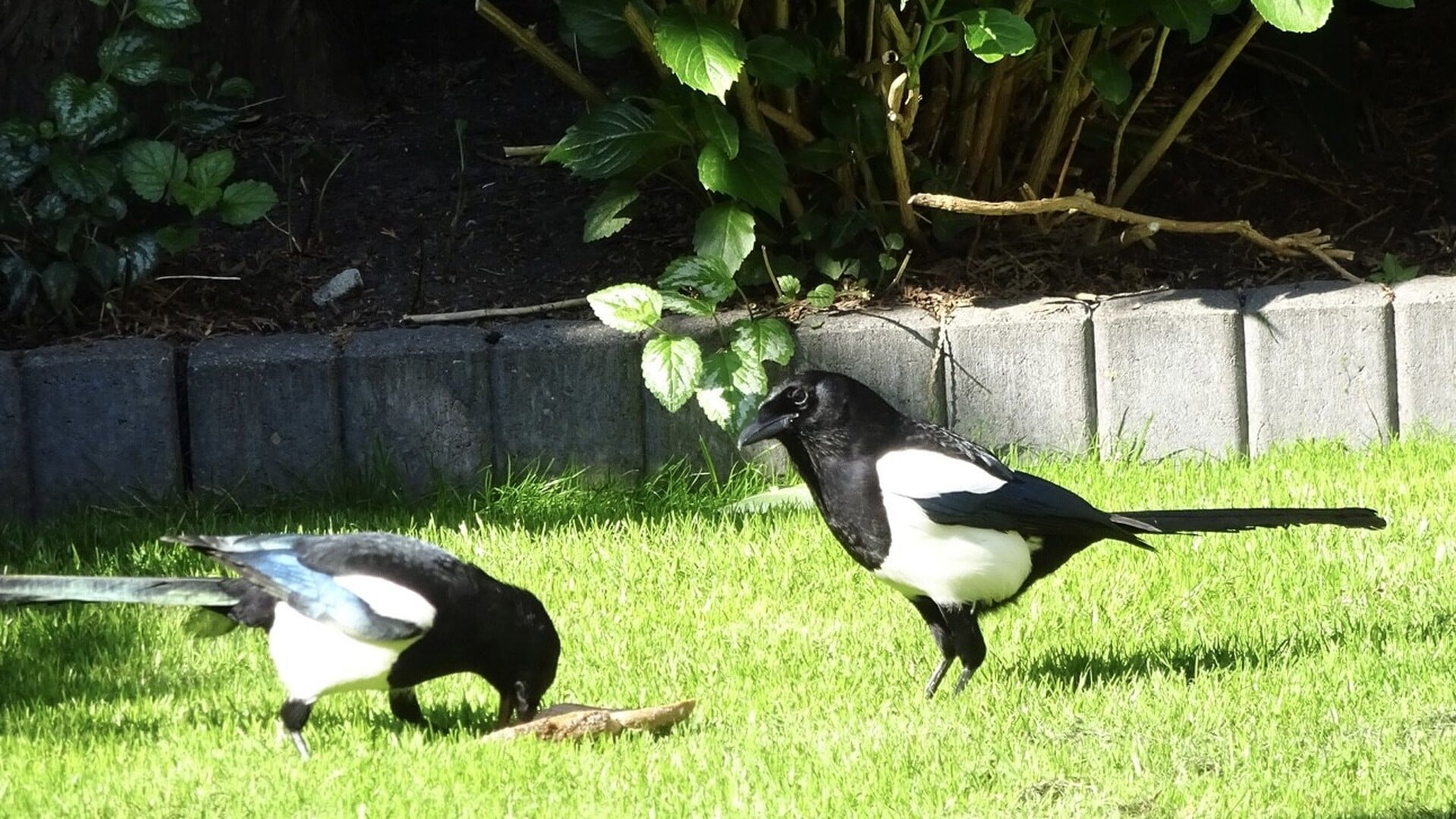 Foto van de dag