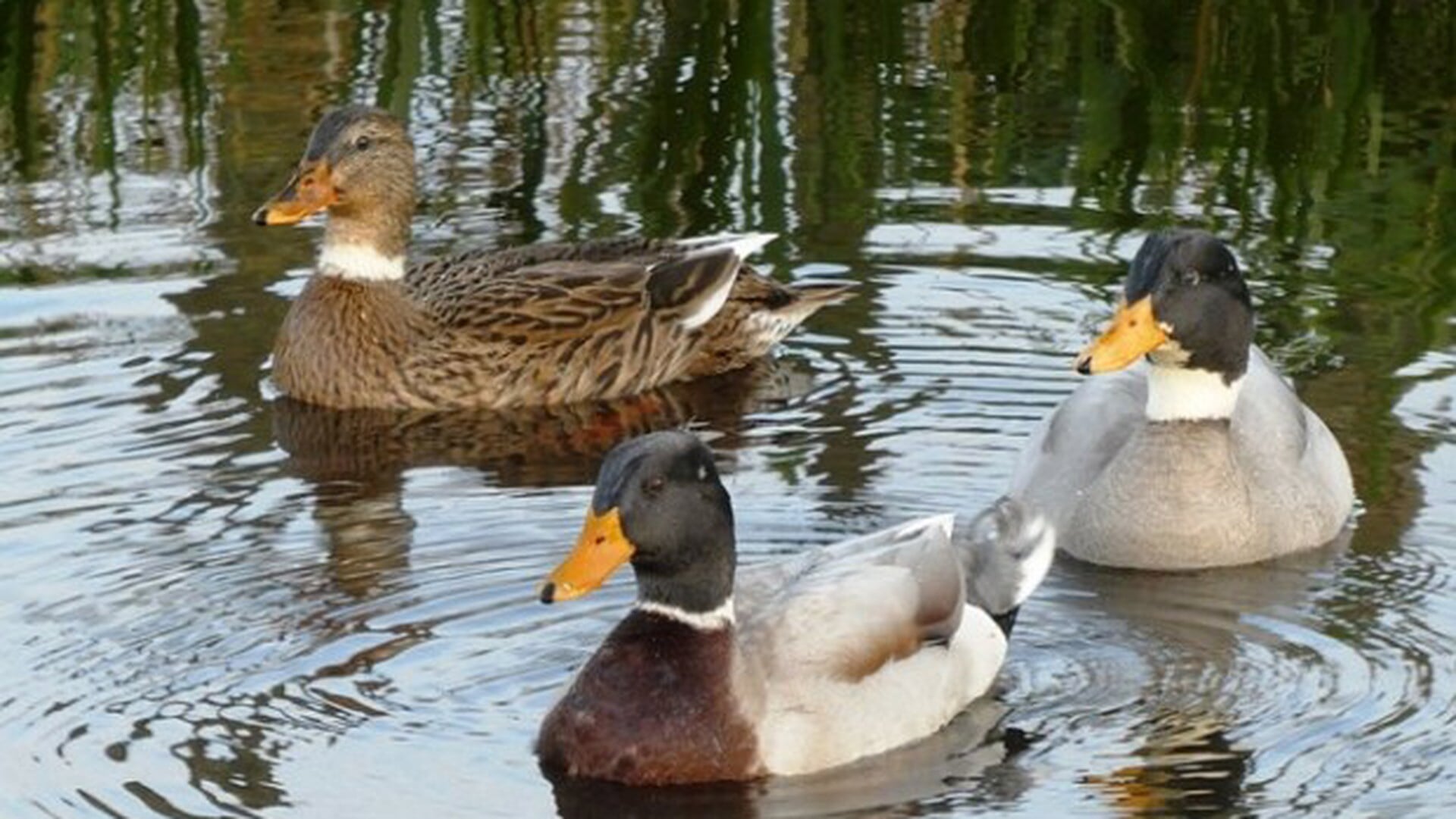 Actief voor Amstelveen stelt vragen over waterkwaliteit en vissterfte in Amstelveen