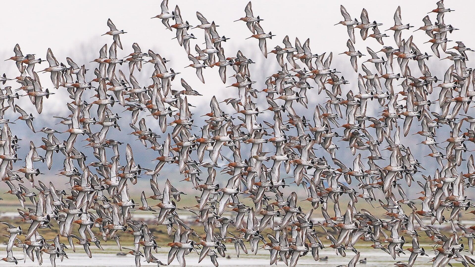 Vogeltrek en onderzoek