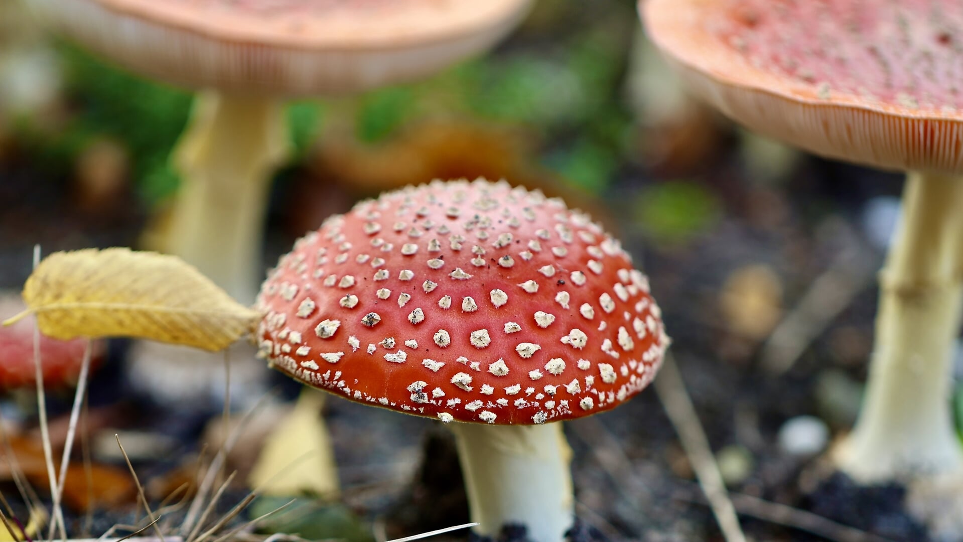 Sprookjesachtig tafereel in bos