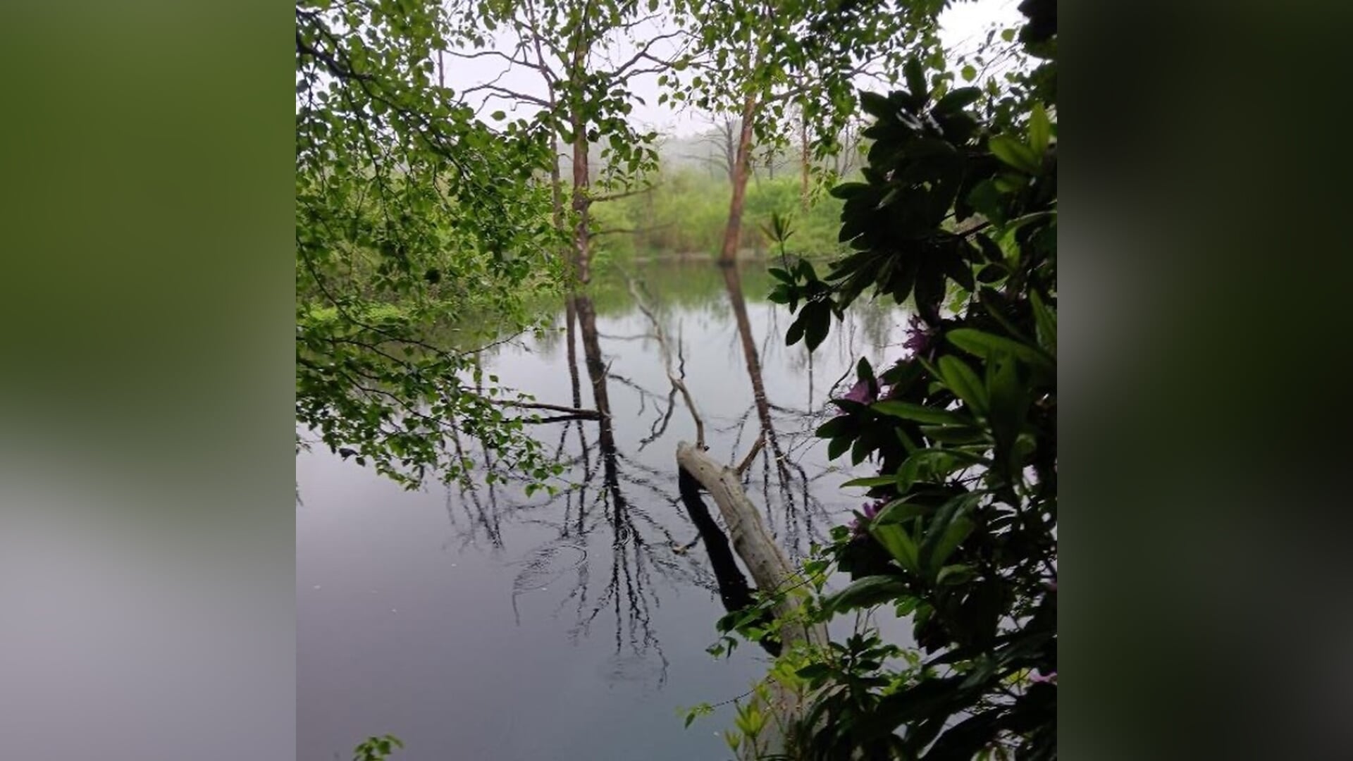 Natuurexcursie naar de Zeezuiper op Zoomland