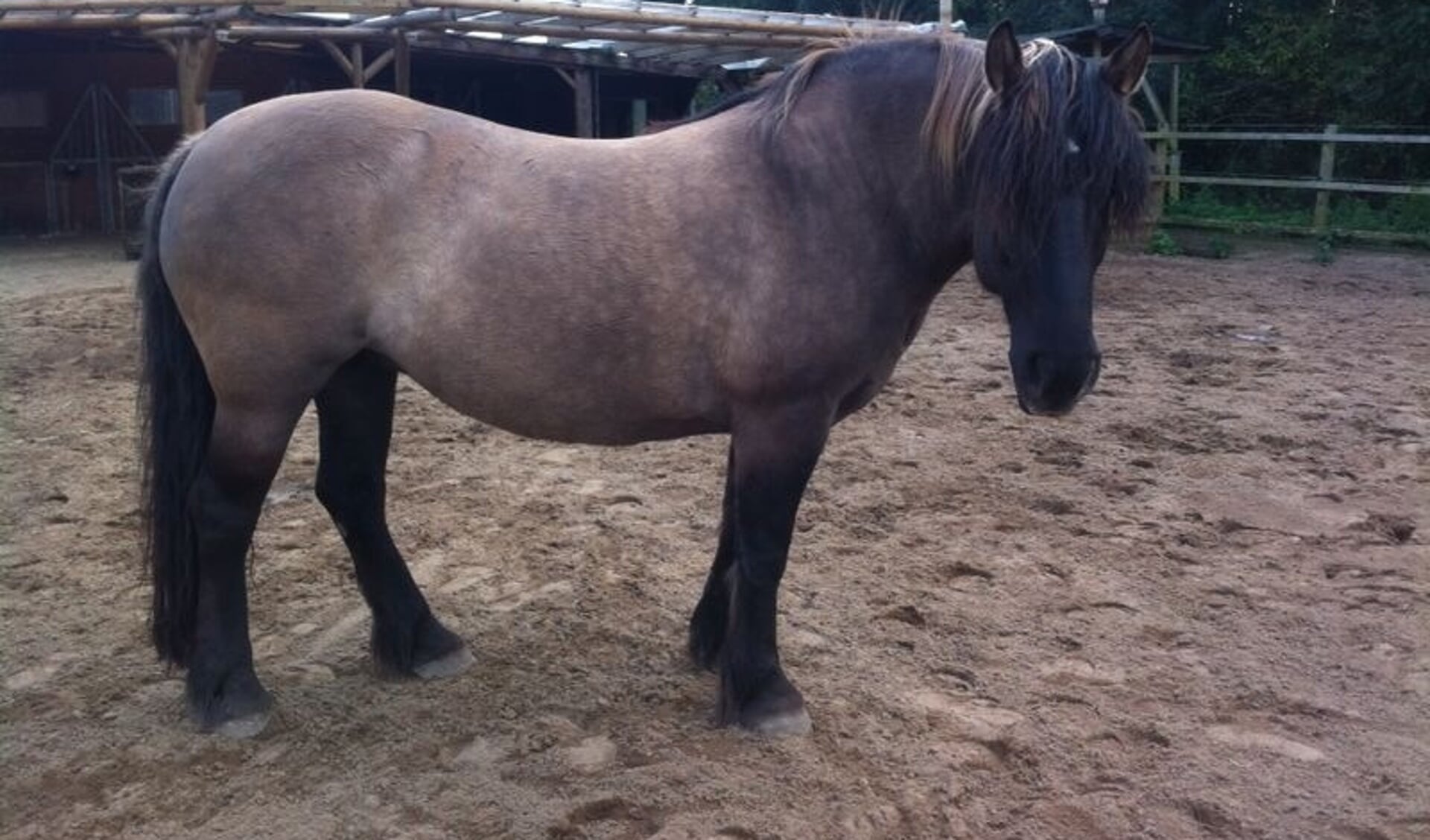 Bijzonder ras: Noordzweedse paard - Bit & Cap