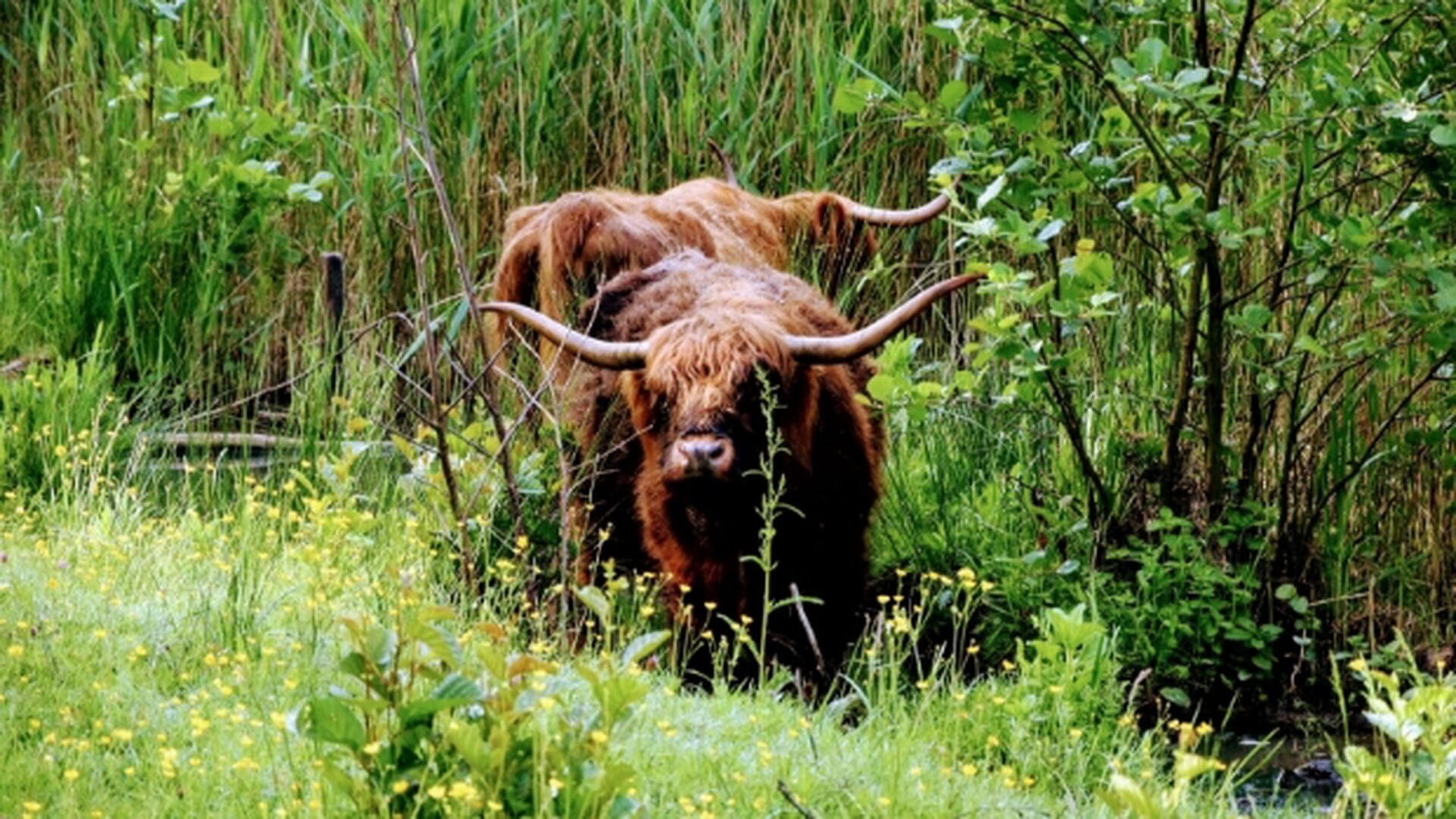 Onderzoek naar waardering en gebruik van het Amsterdamse Bos