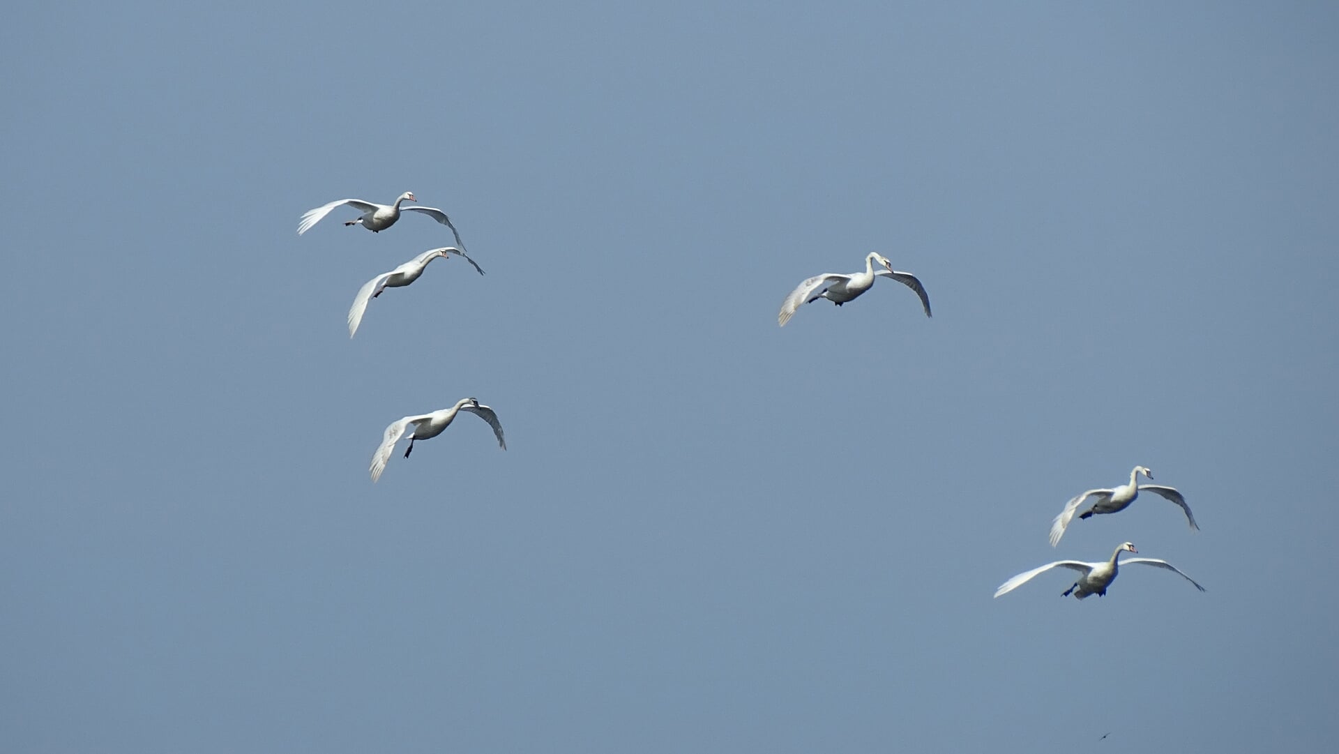 Beleef de vogeltrek met VWG Midden-Kennemerland