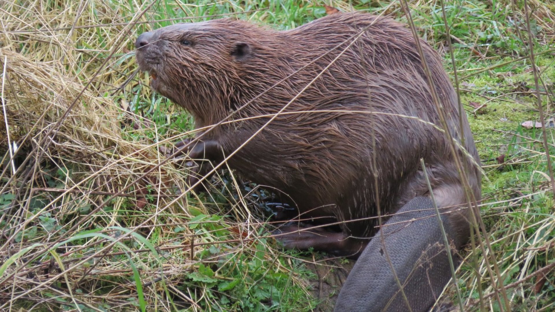 Avond bij IVN over de bever