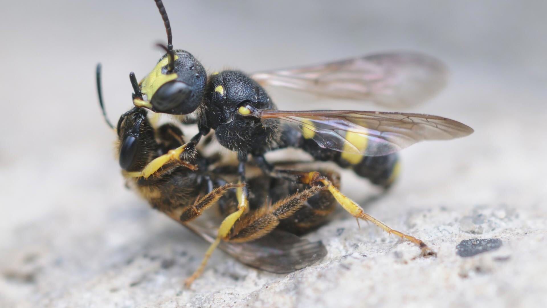 Column IVN Amstelveen’: Samenleven met mensen en natuur