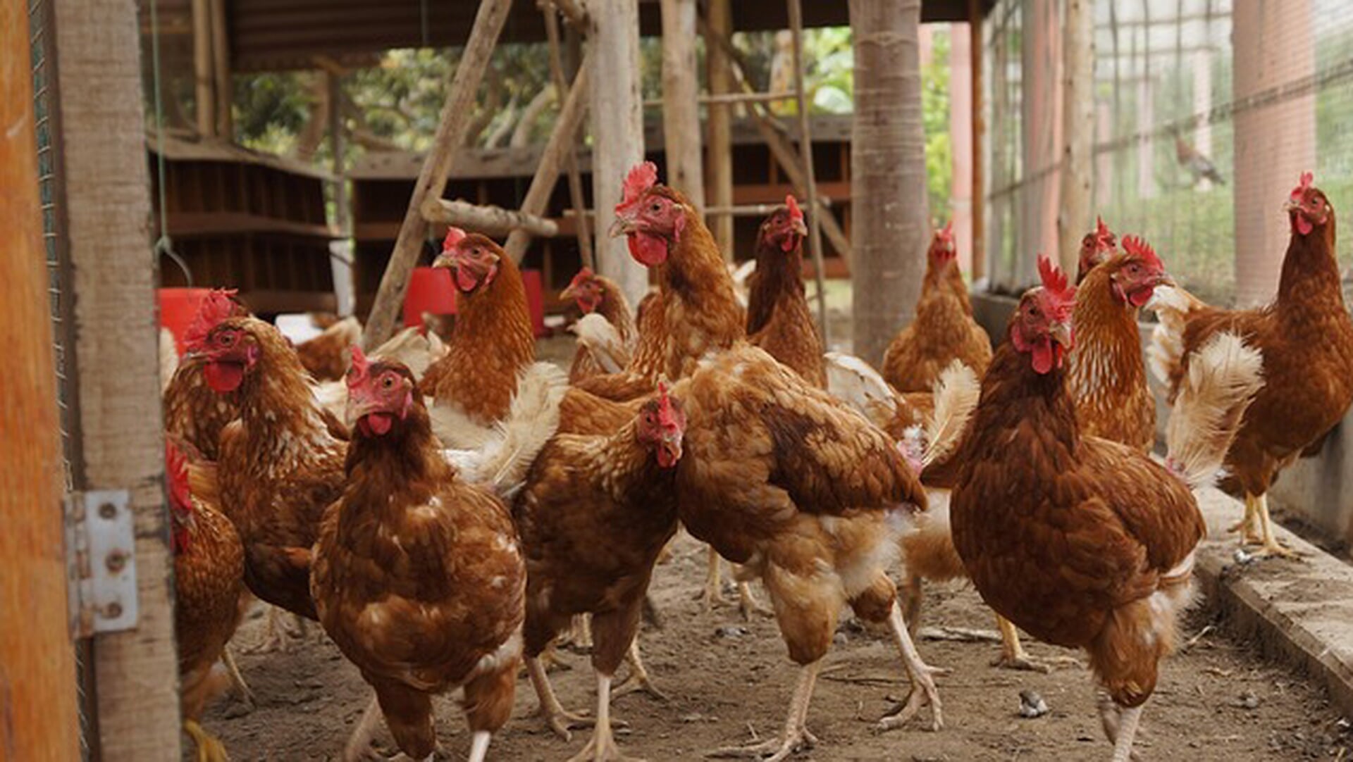 Gemeente Amstelveen roept op tot alertheid voor vogelgriep