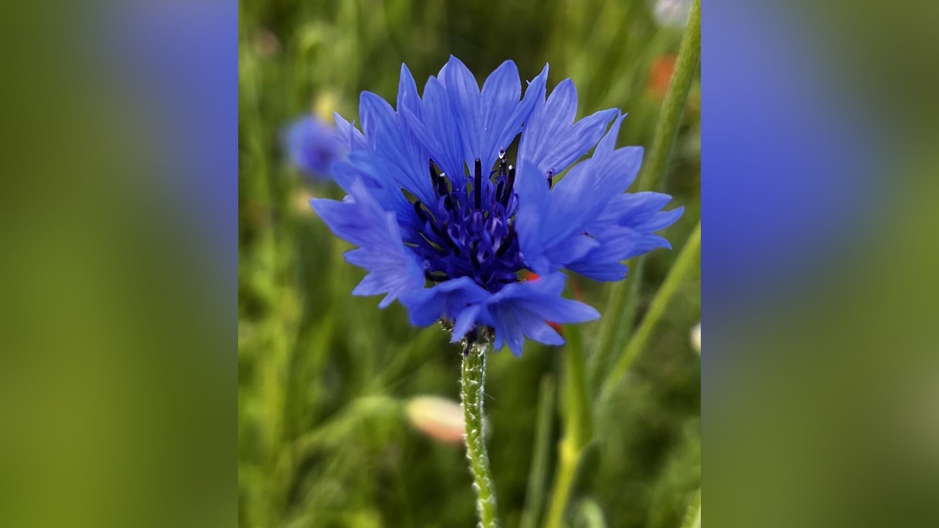 Bomenhub Bakkum deelt gratis zaden en stekjes uit