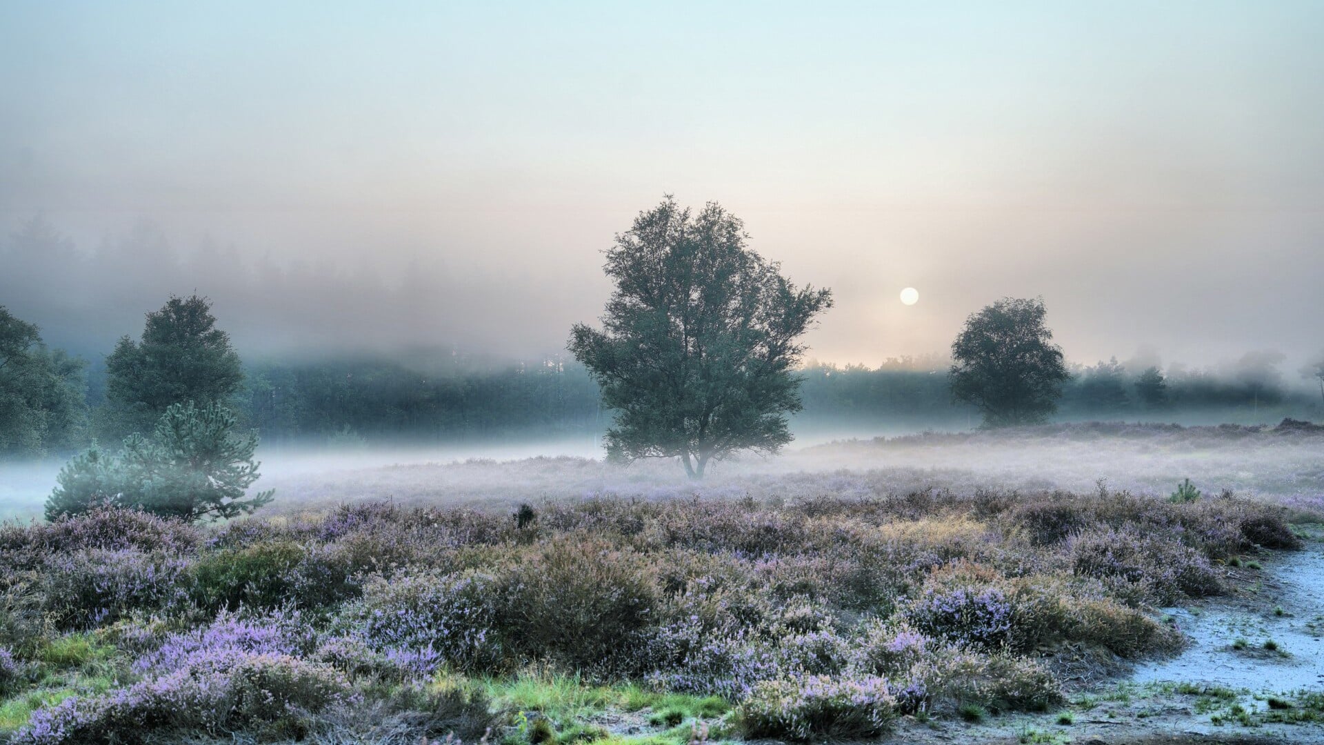 Foto van de dag
