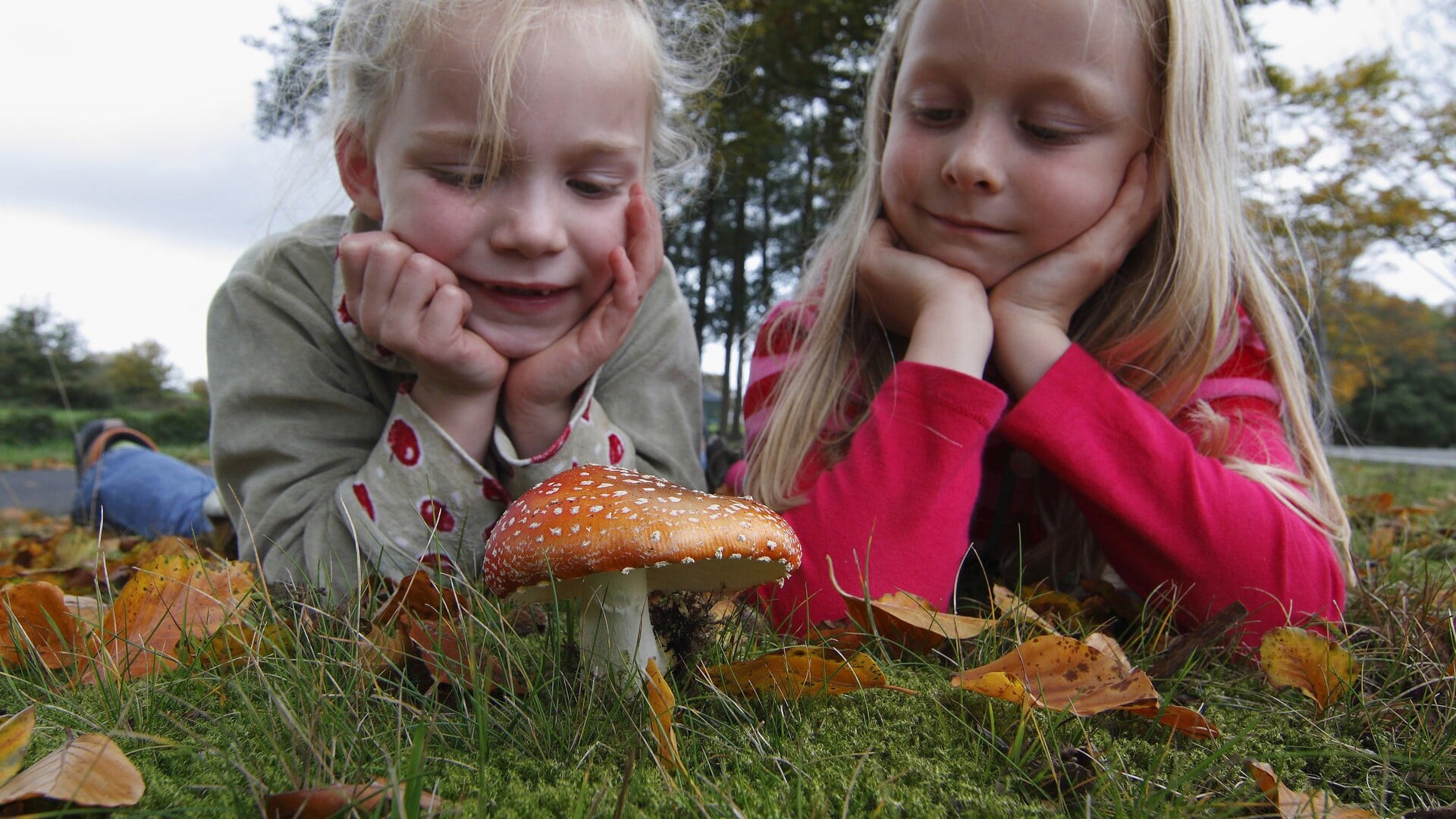 Paddenstoelenwandeling in Heeze met IVN