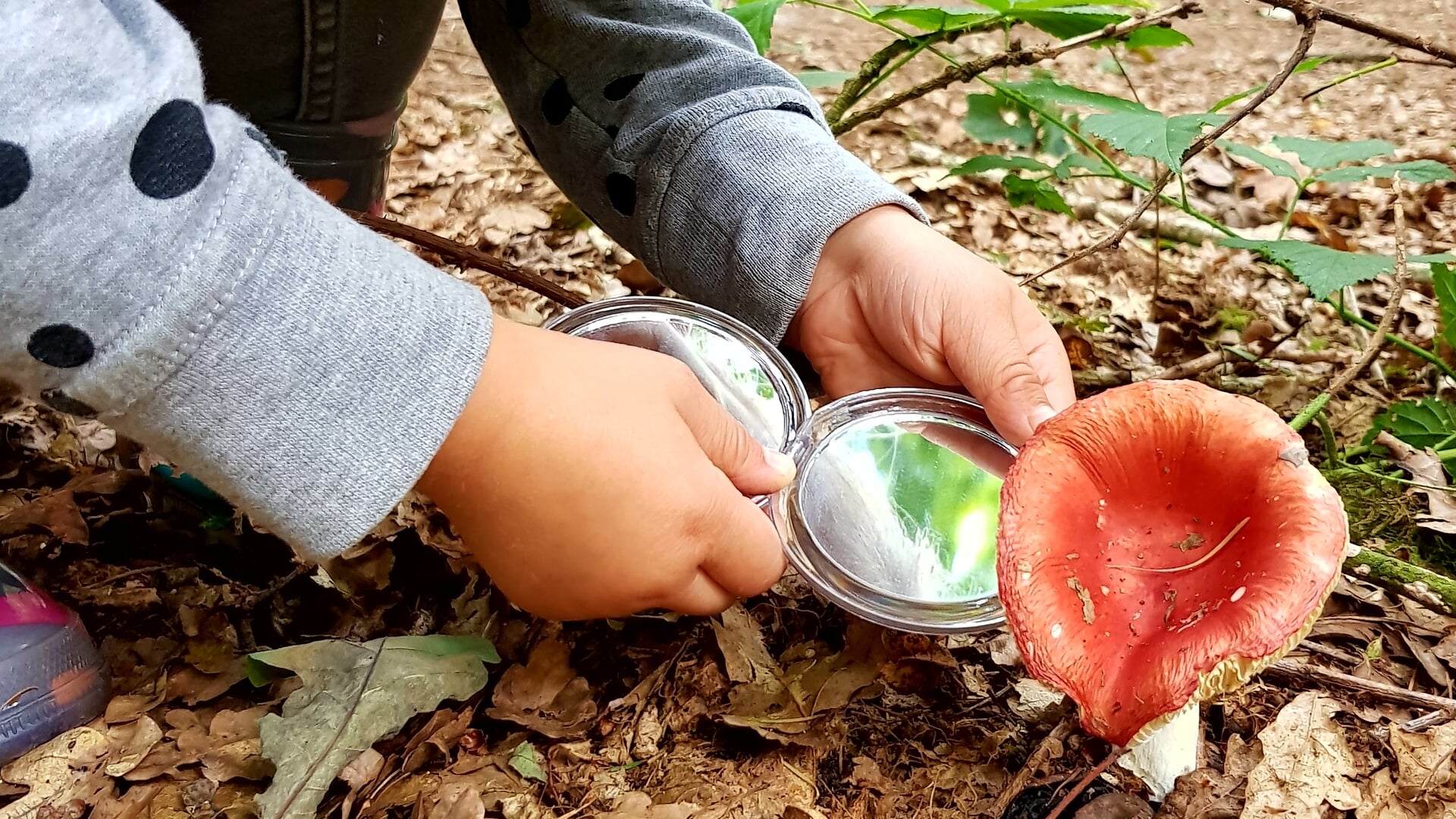 Paddenstoelen zoeken met het IVN in Heeze