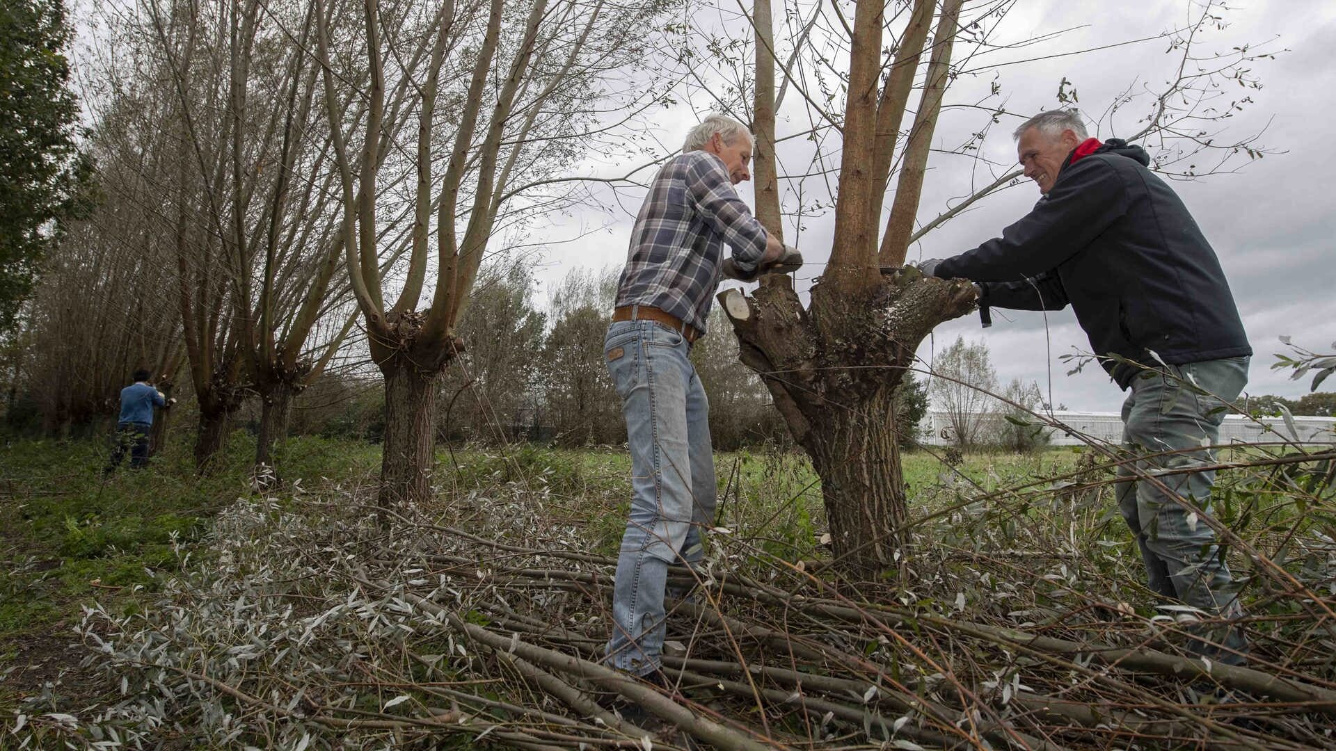 Wilgen knotten op kasteellandgoed in Heusden