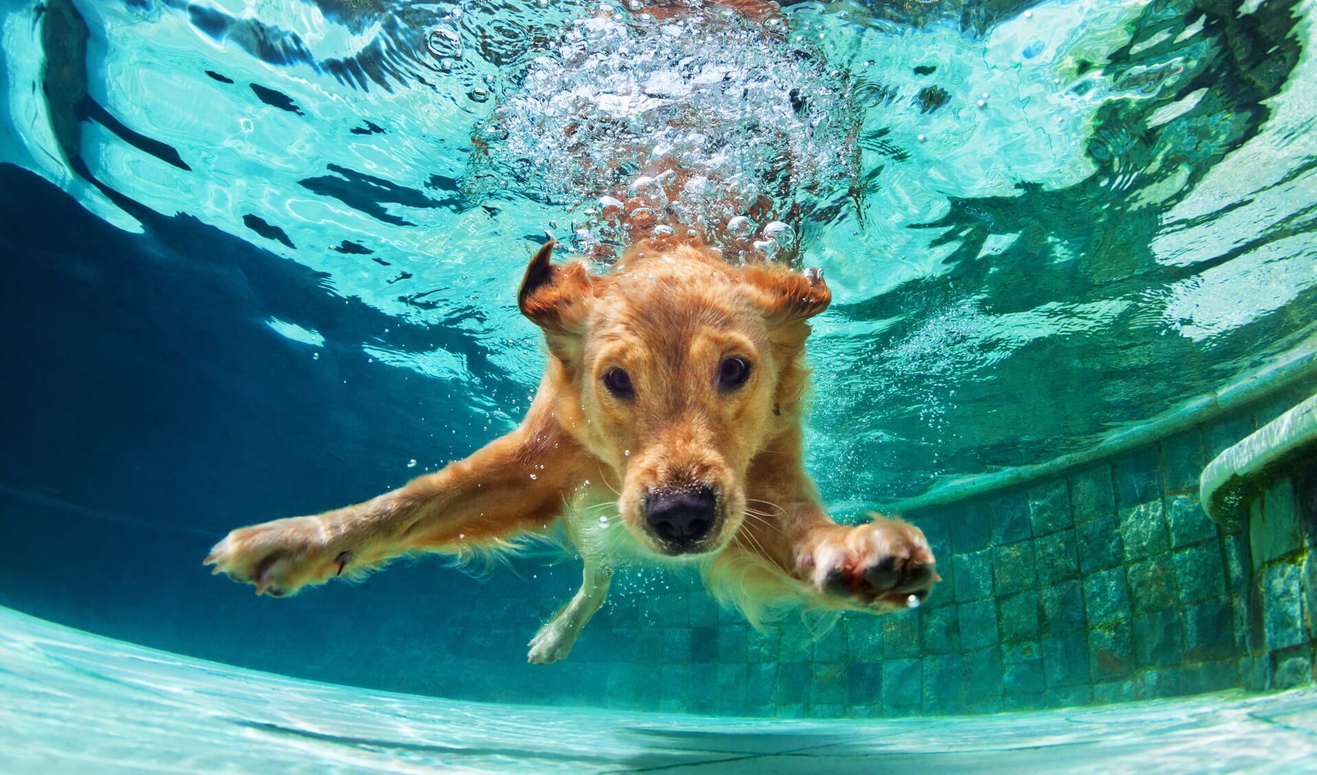 Doggy Dive: zwemmen met je hond in Warmenhuizen