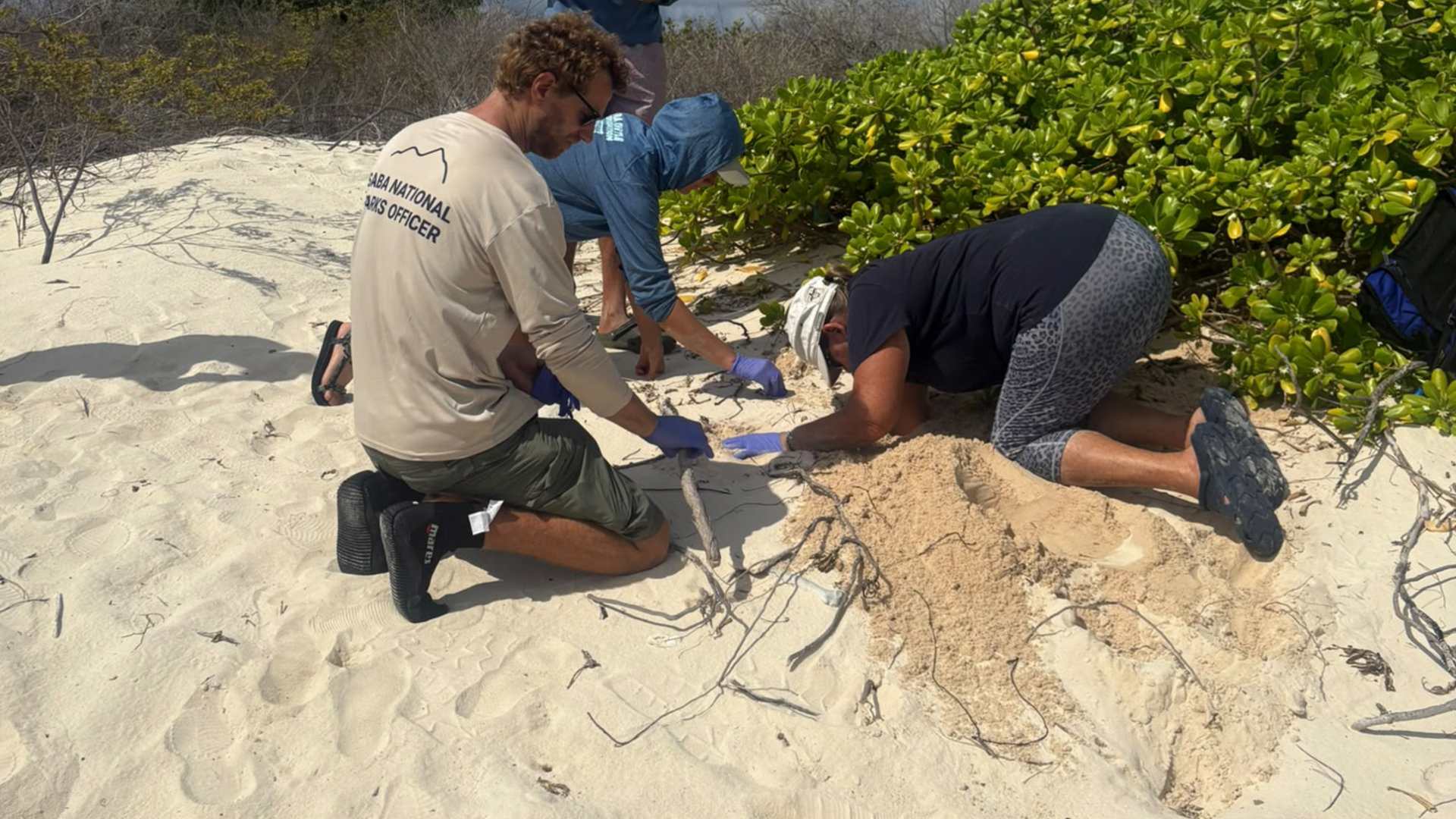 Van Bonaire tot Sint-Maarten: gezamenlijke aanpak moet zeeschildpadden beschermen