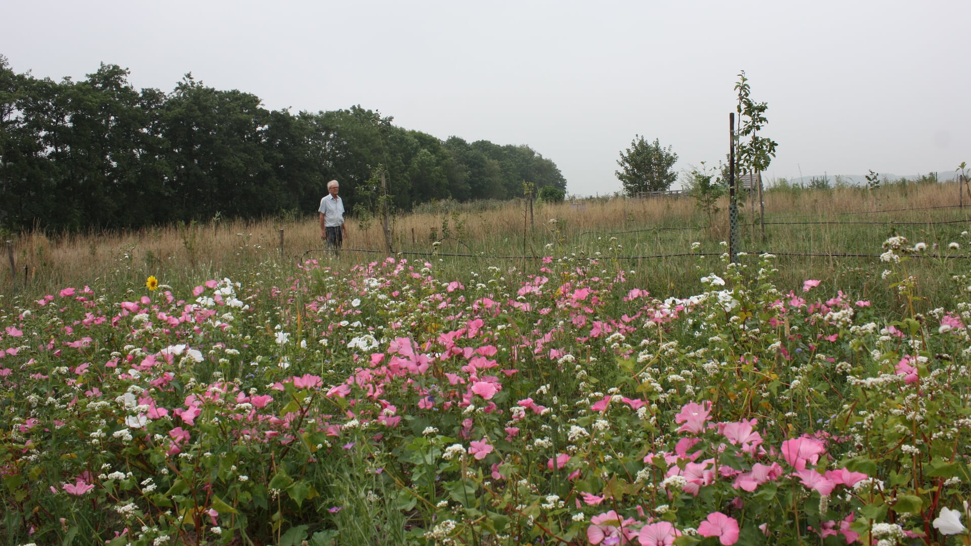 Open dag voedselbossen: meekijken, meelopen, meeproeven