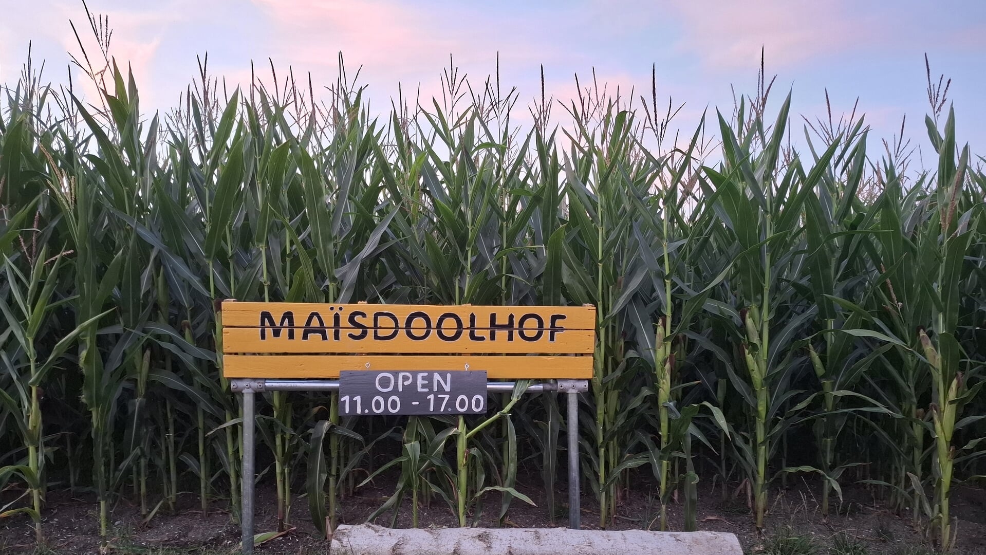 Maïsdoolhof geopend bij Geitenhouderij Nieuw-Lickebaert