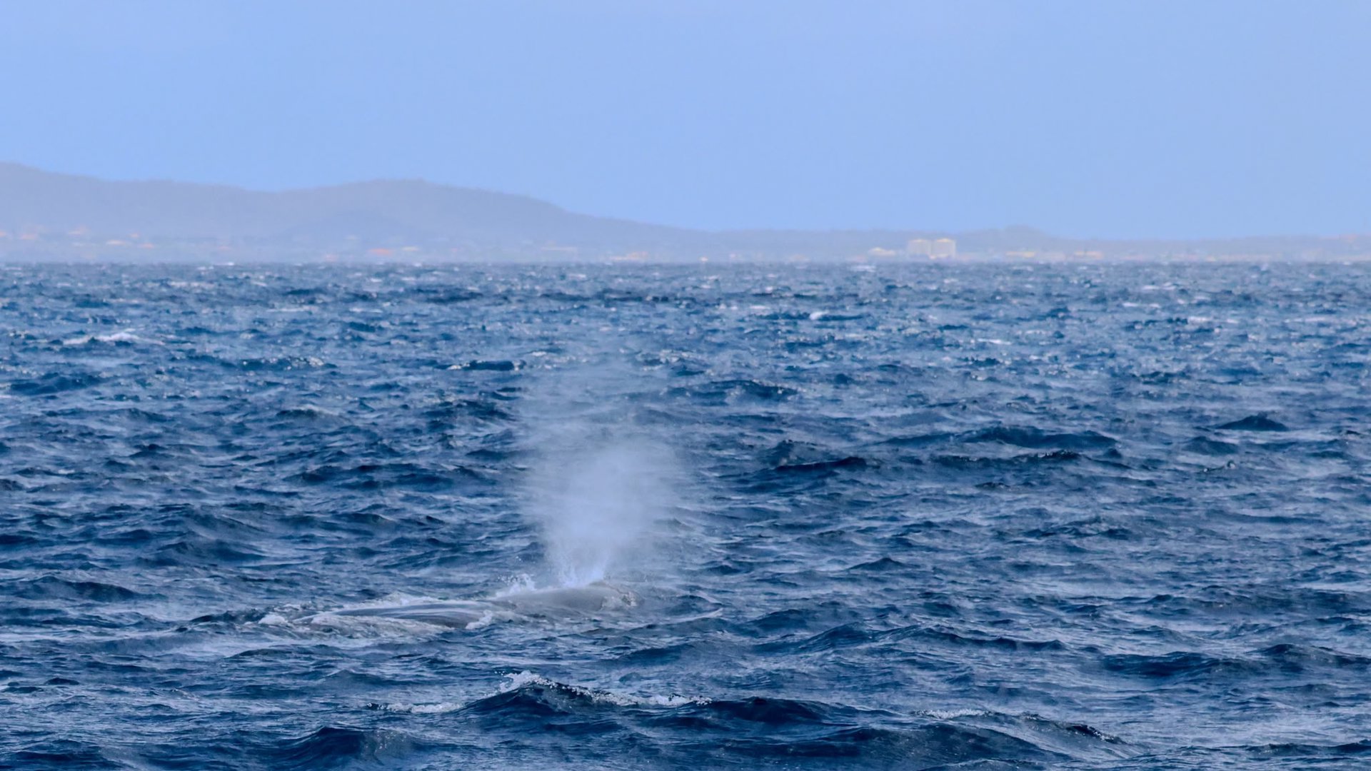 Blue Defenders ziet pasgeboren potvis tijdens expeditie bij Bonaire