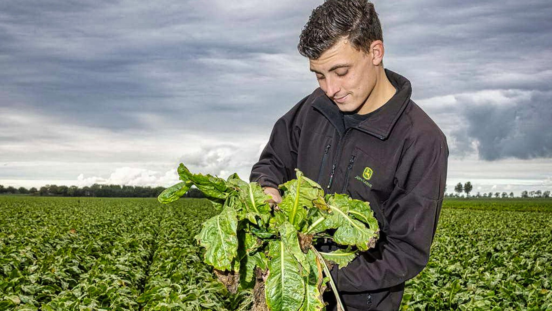 Luuk van Rossum kweekt witlof: “We doen alles zelf, van zaad tot schap ...