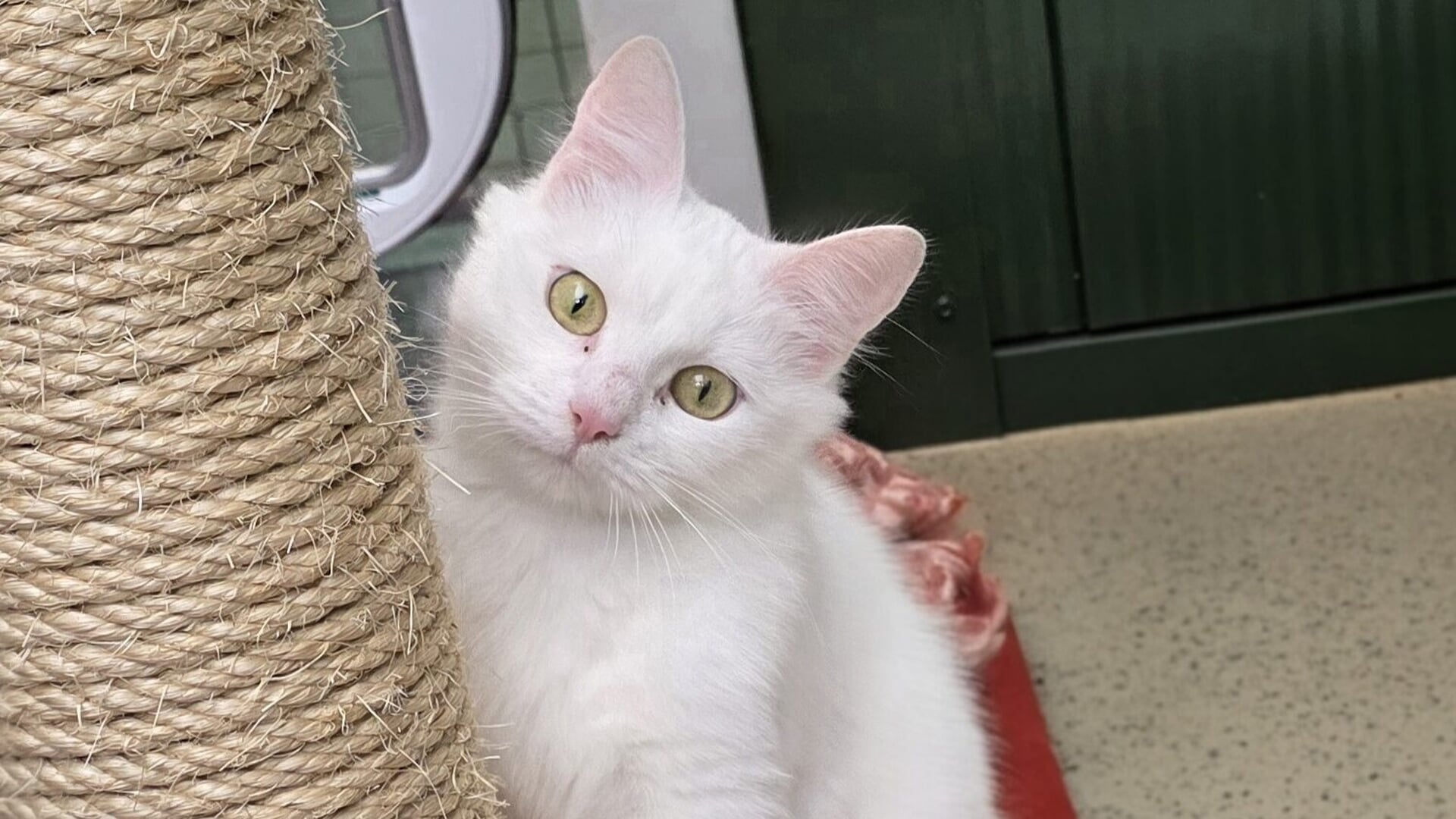 Prachtige witte kat Duchess zoekt een nieuw huisje