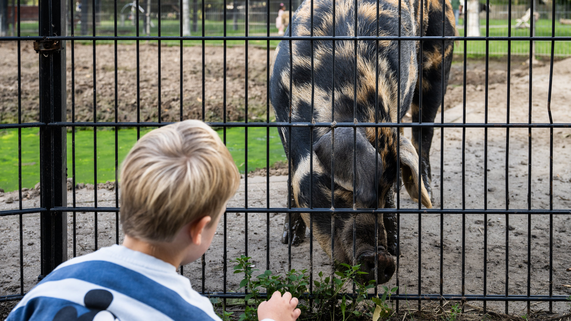 Waarom gaan varkens Vos en Haas van de Utrechtse stadsboerderij na 10 maanden naar de slacht?