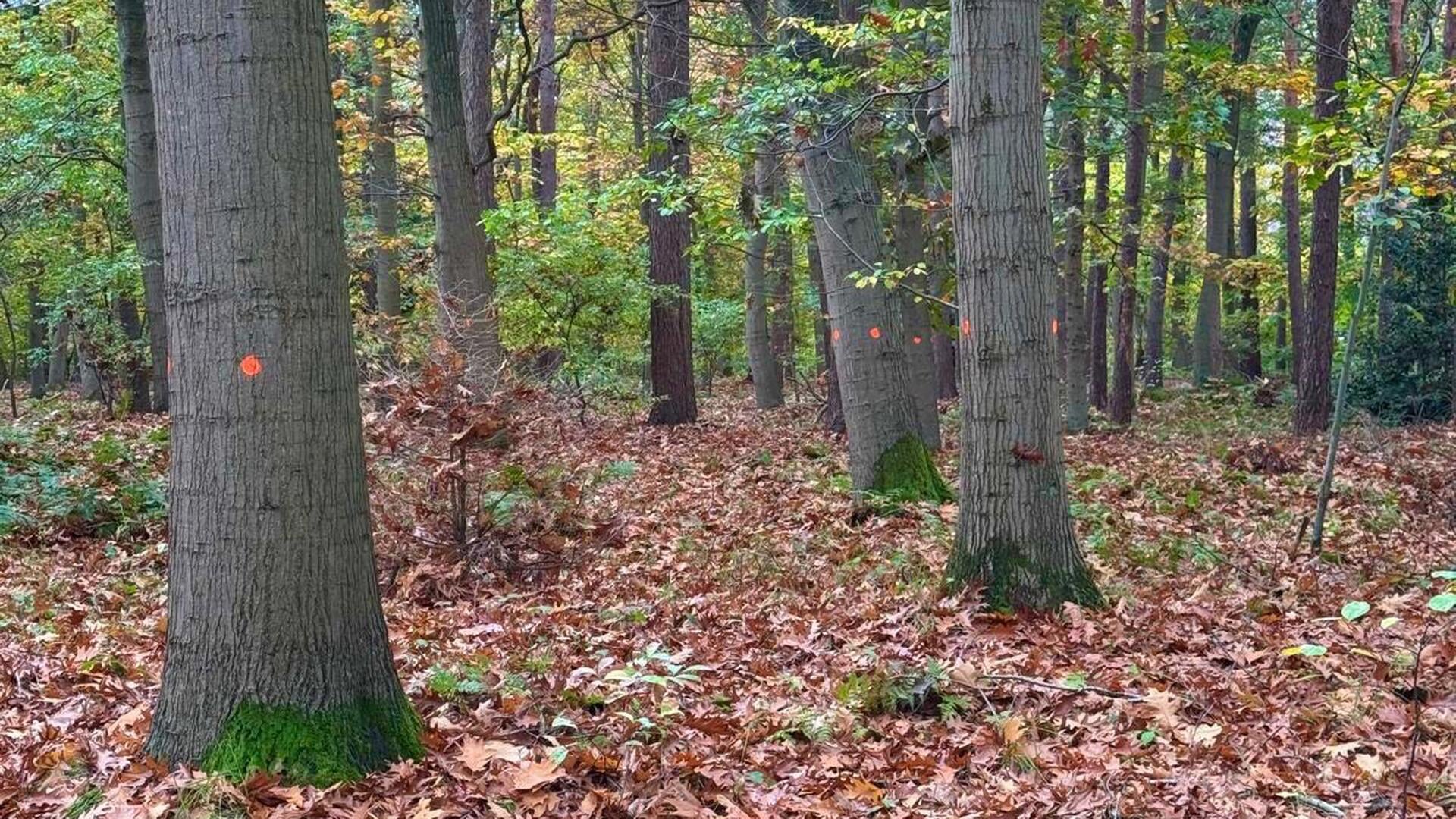 Excursie: bosgebied West naar een klimaatbestendig en biodivers bos