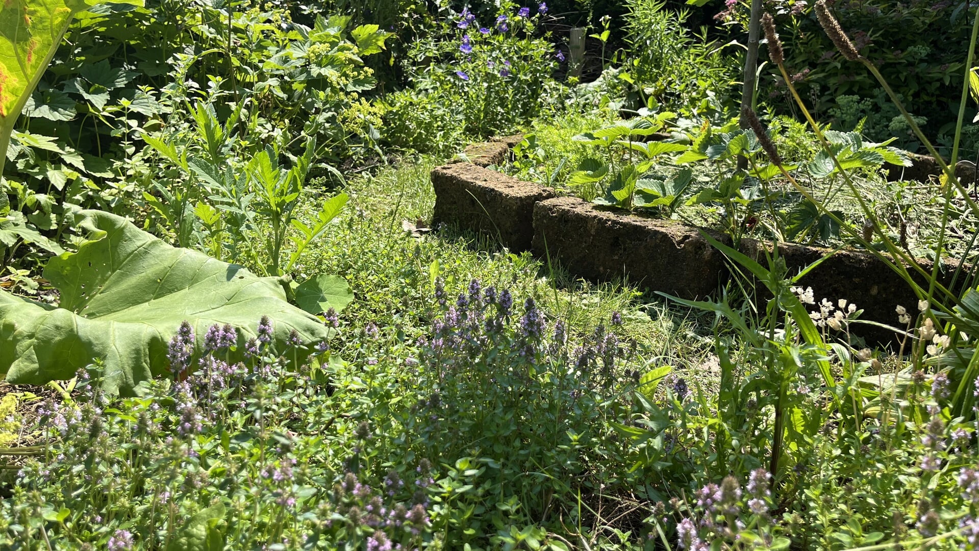 Zet je tuin in als natuur