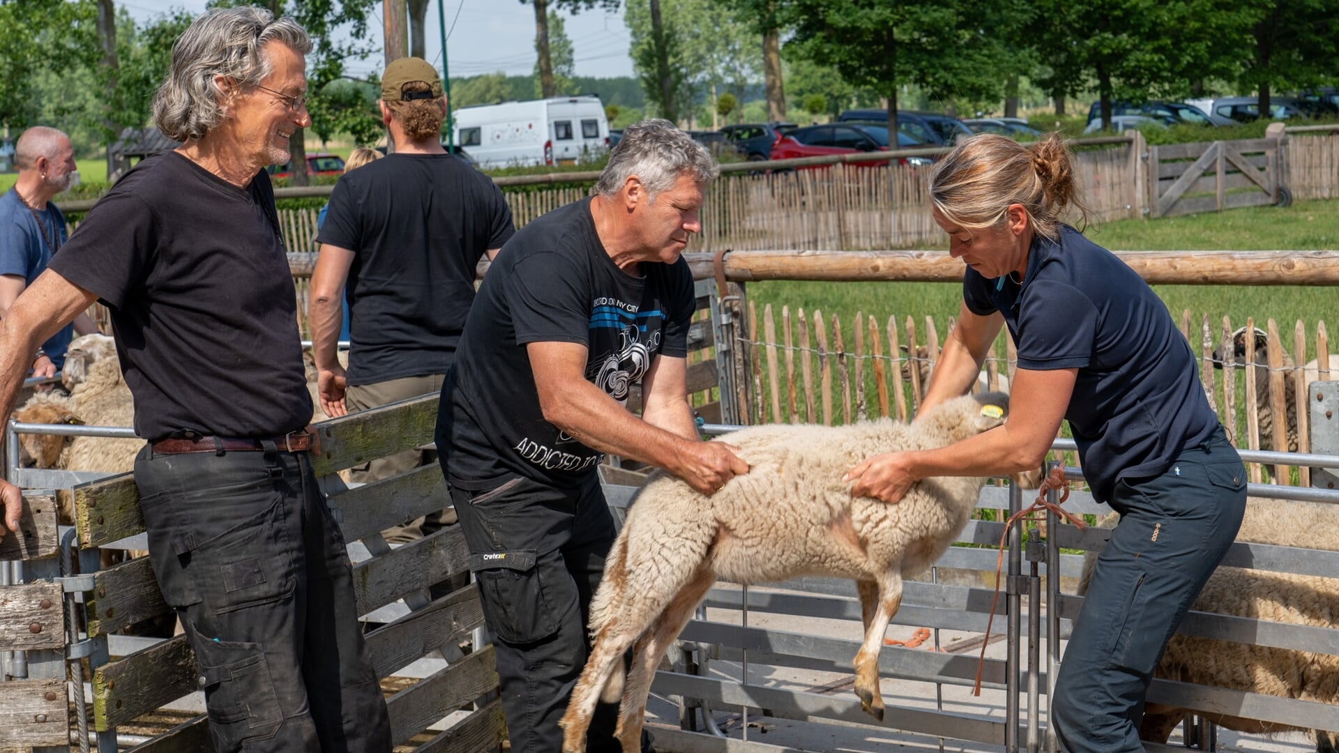 Schapen worden weer geschoren bij de Schaapskooi
