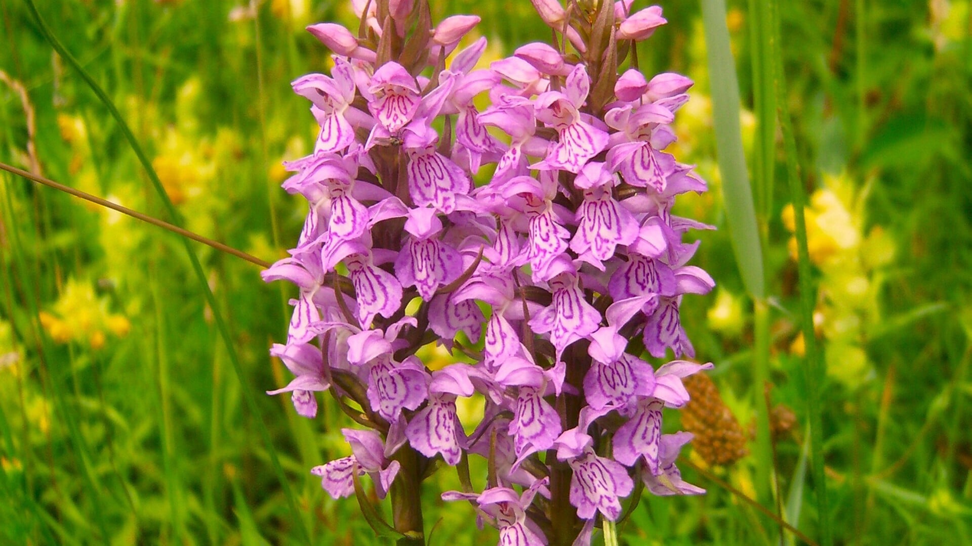 Orchideeënwandeling in Heempark De Blekert