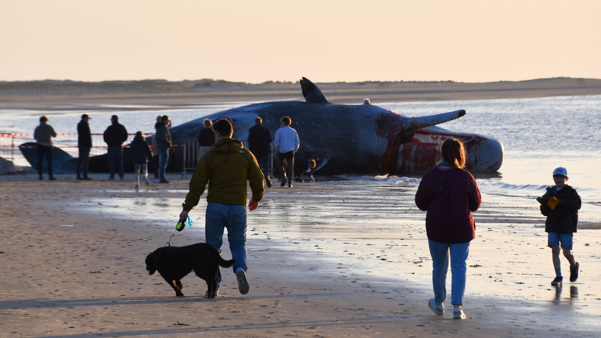 Potvis aangespoeld op strand van Renesse | Eilanden-Nieuws