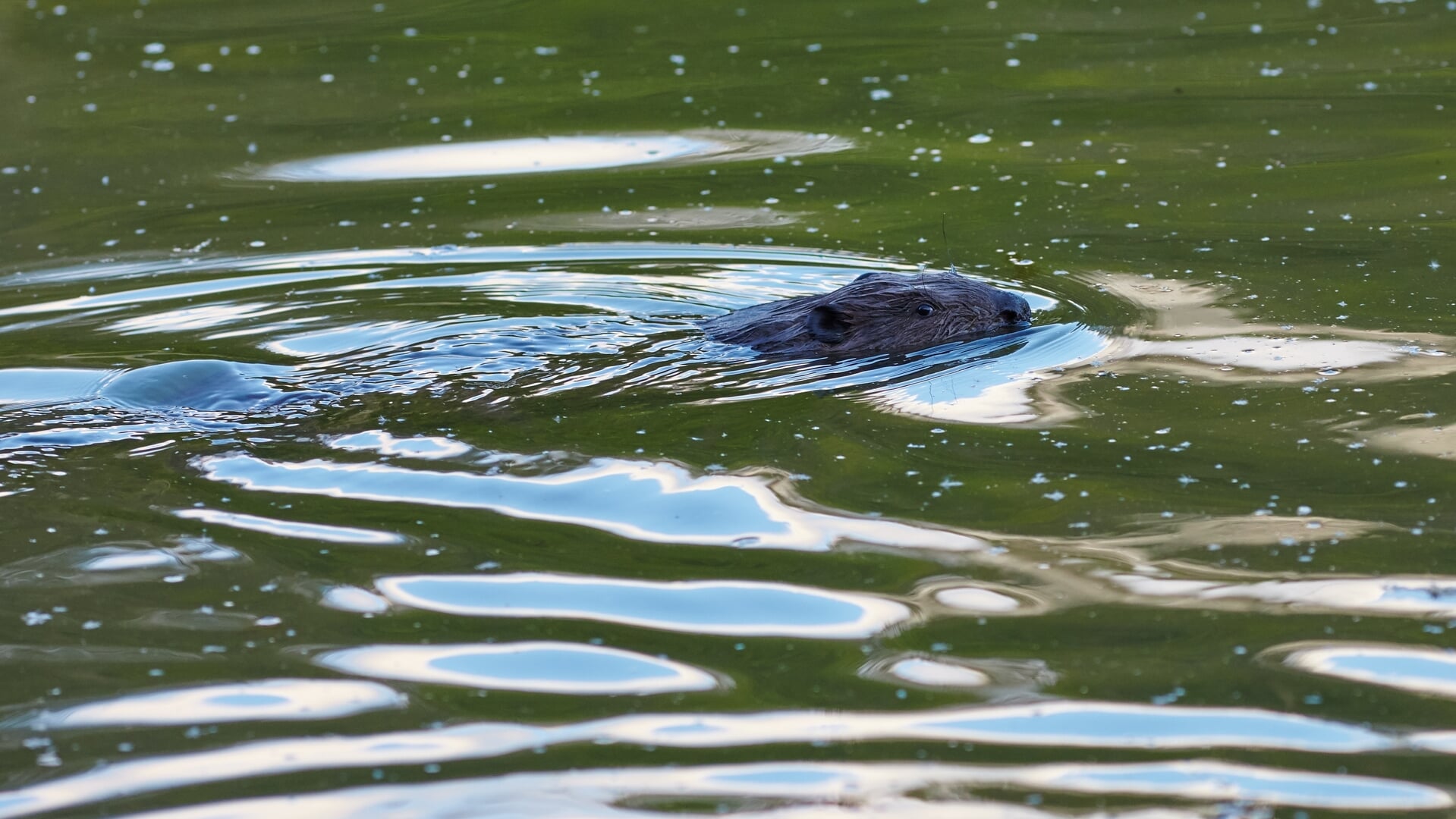Bever gespot in Schipluiden