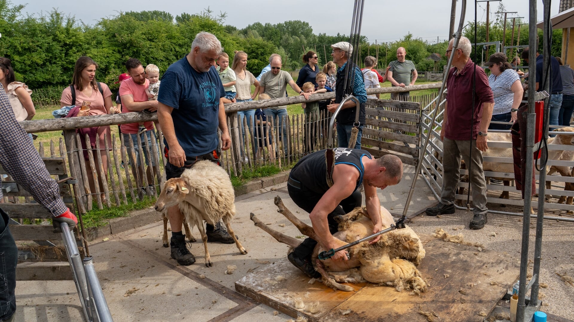 Scheerdersfeest trekt veel bekijks bij de Schaapskooi