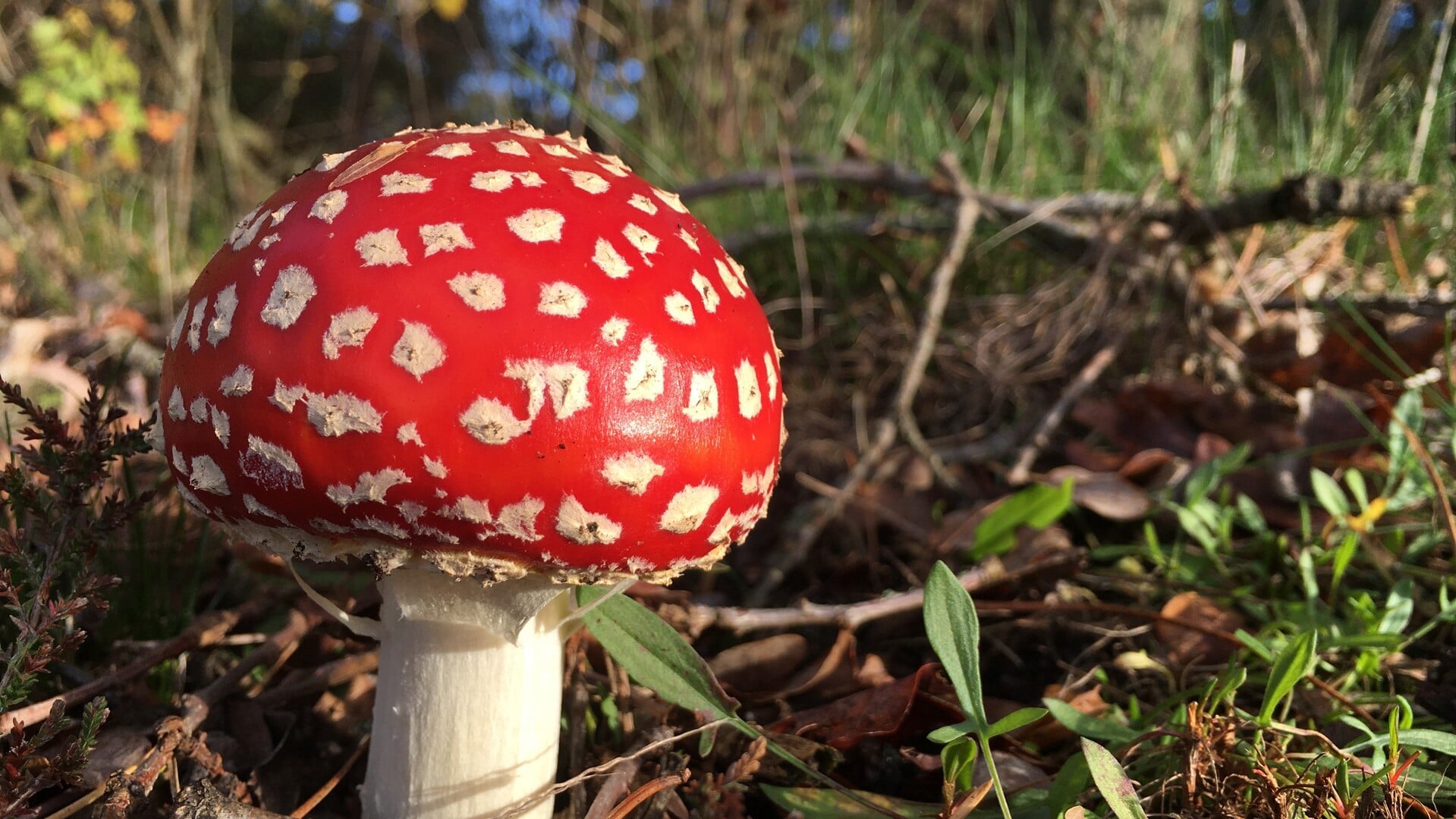 Herfstspeurtocht Druten