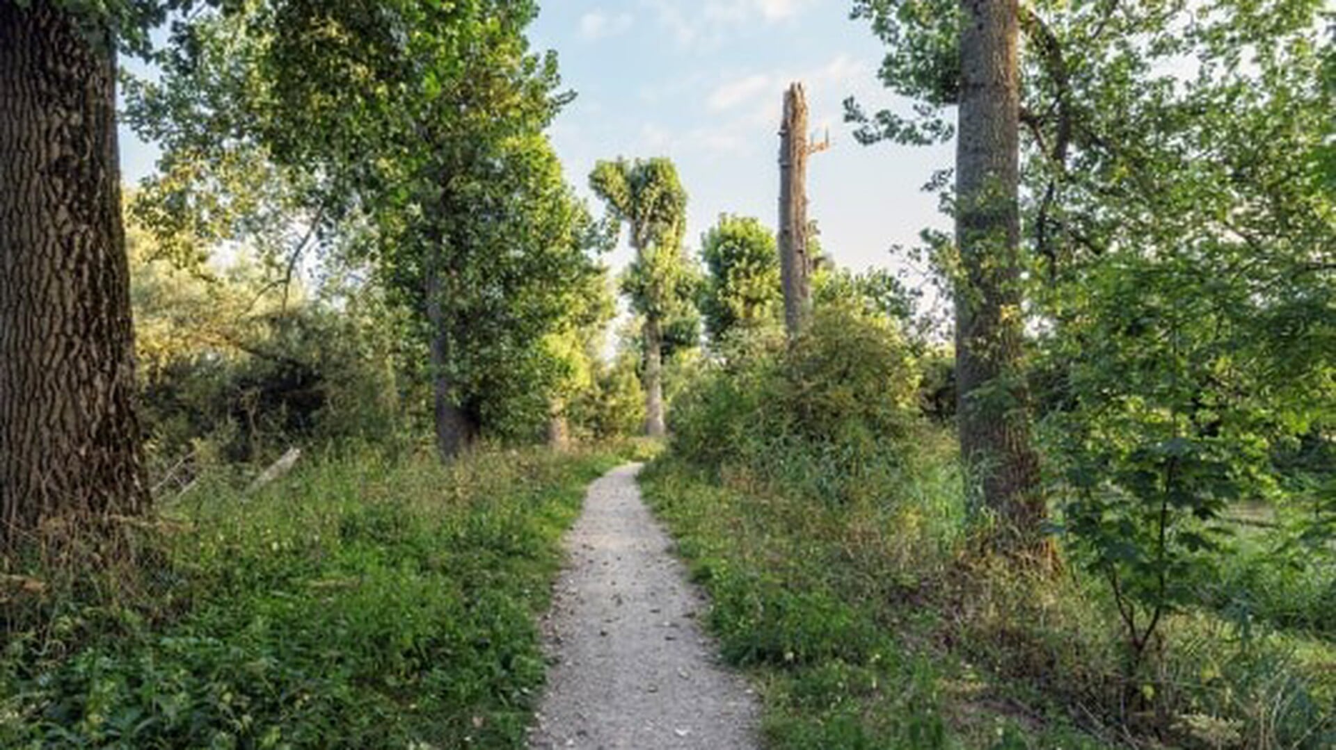 Informatieve wandeling door Drutense Laakbos