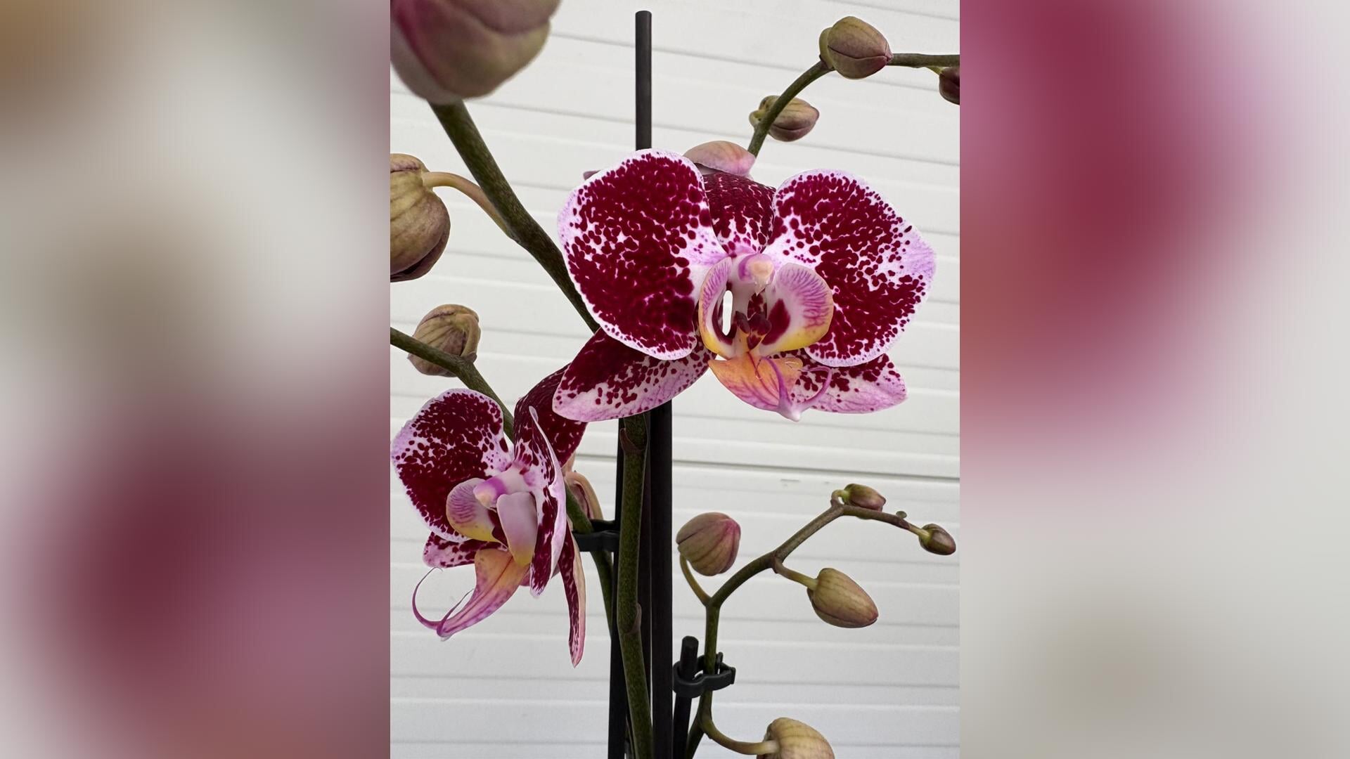 Orchideeënverkoop voor sportvereniging