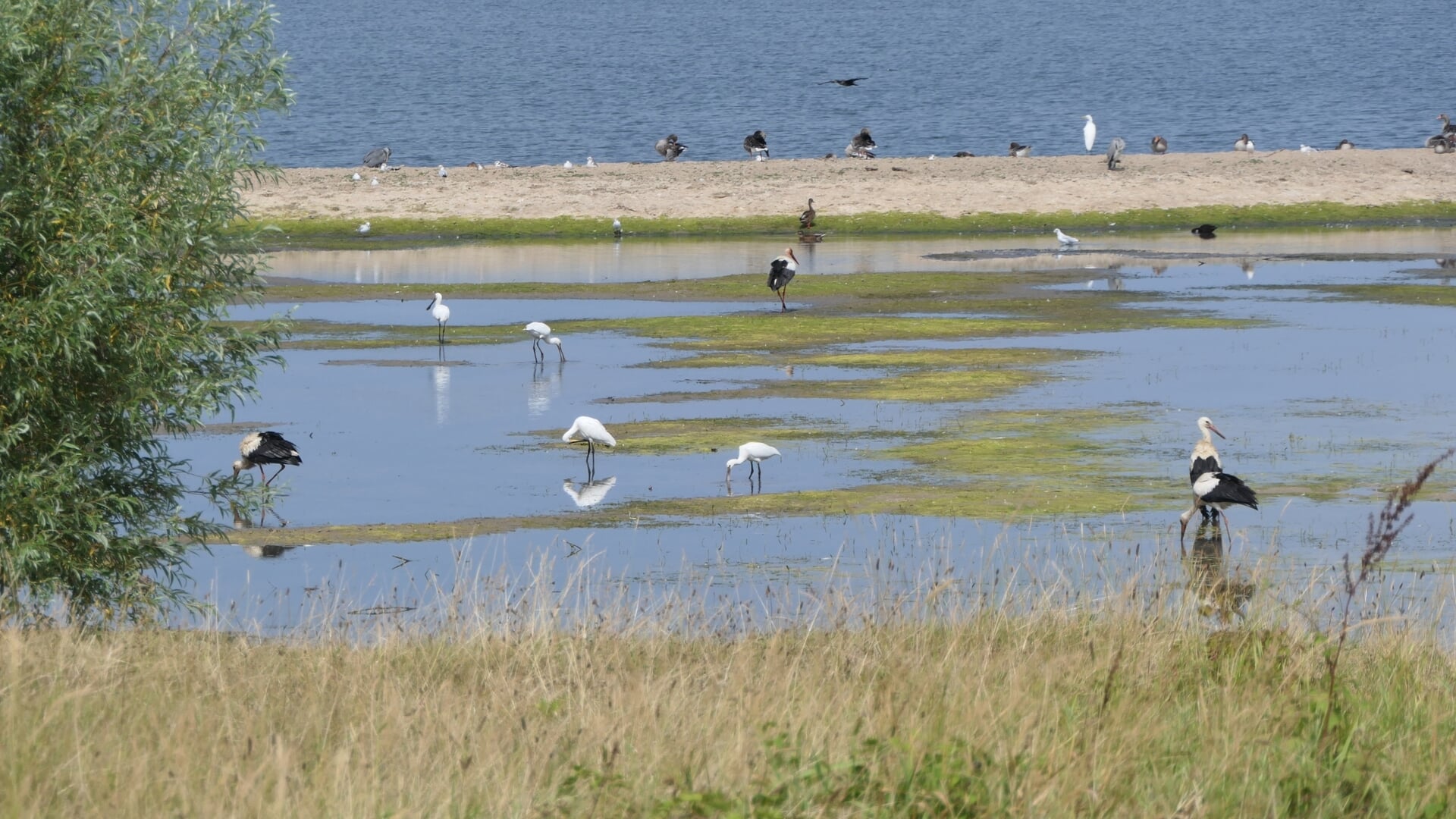 Dreumel blijft strijden tegen omstreden uiterwaardproject