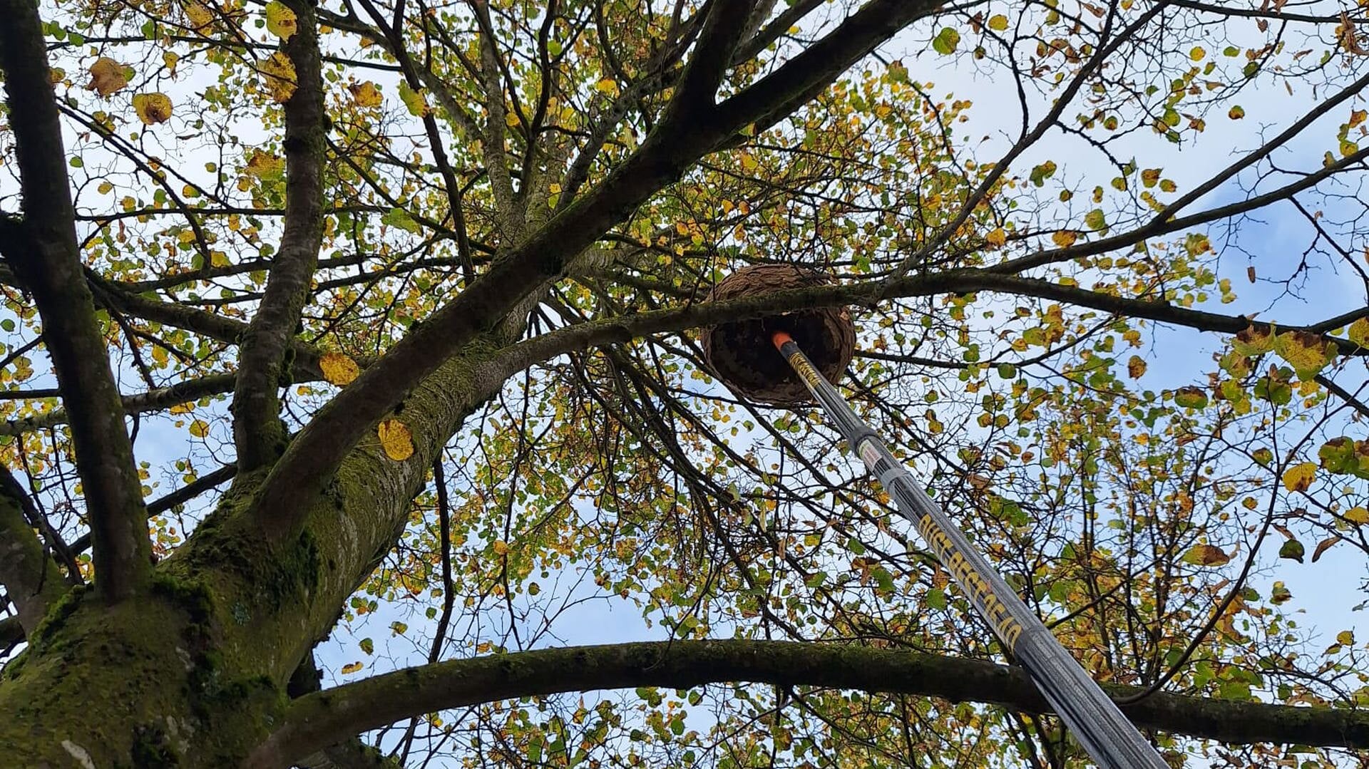 Imkers bestrijden Aziatische hoornaar