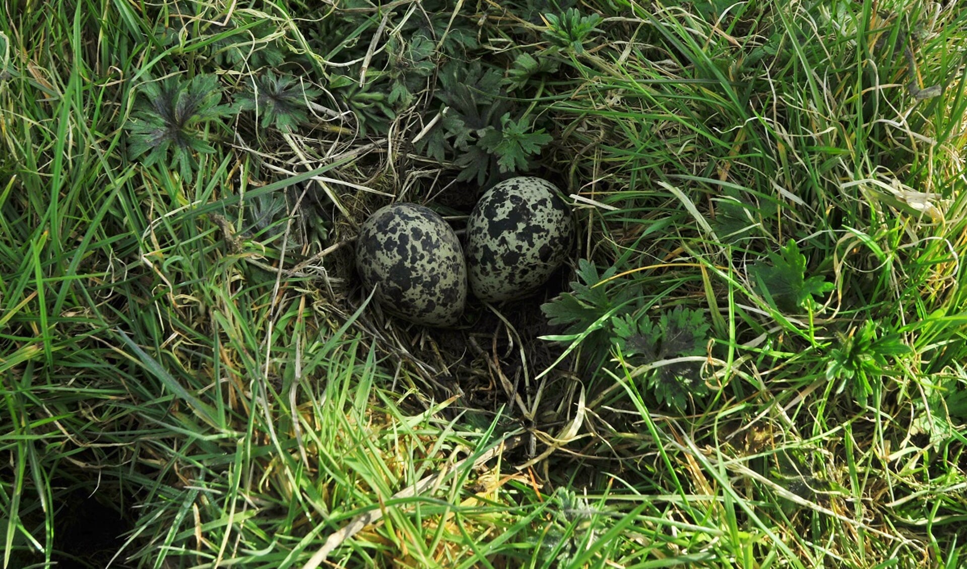 Eerste Friese kievitsei én SWF gevonden door Wietse Jan Dijkstra uit St. Annaparochie