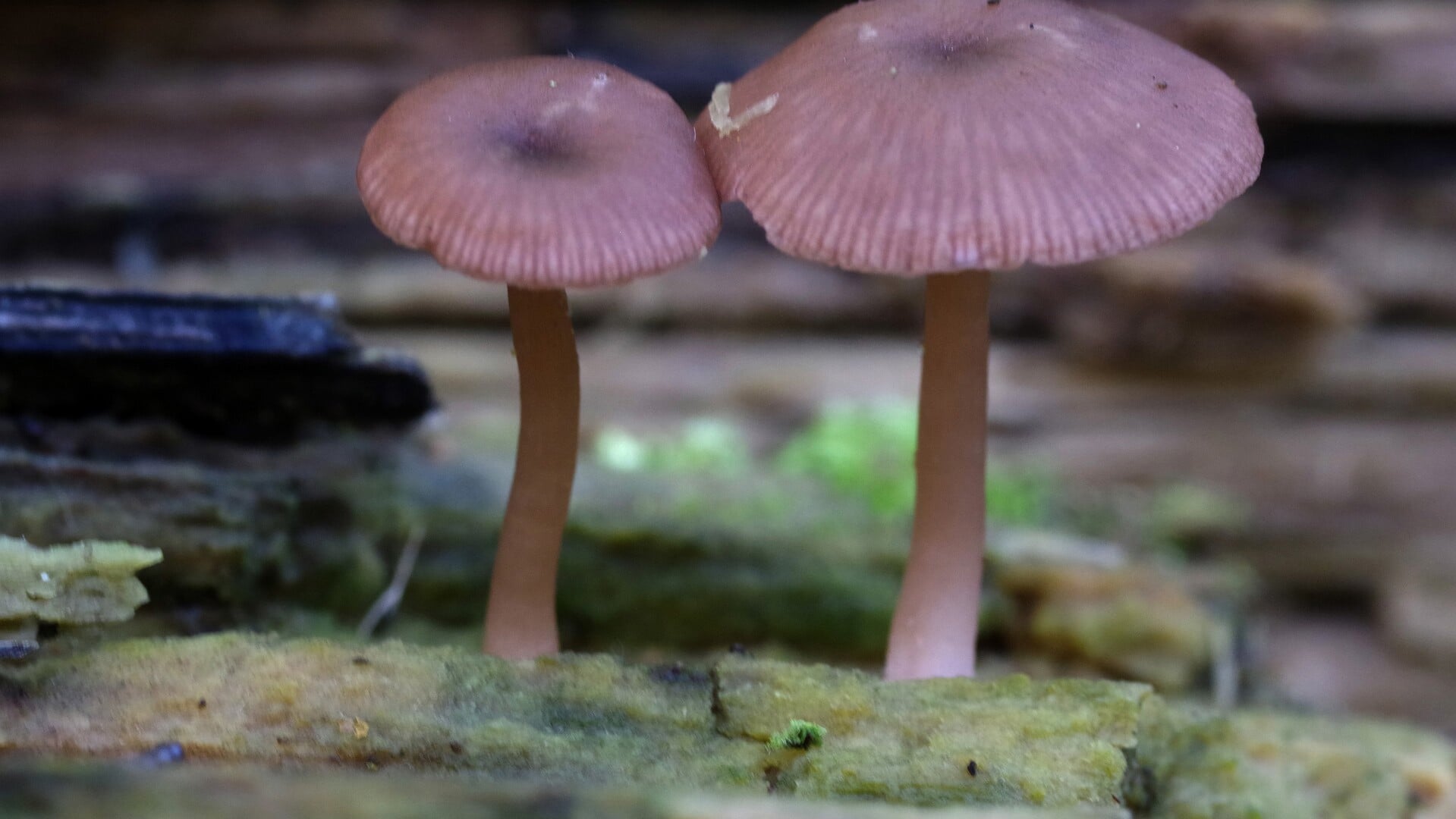 Paddenstoelenwandeling in het Wijboschbroek