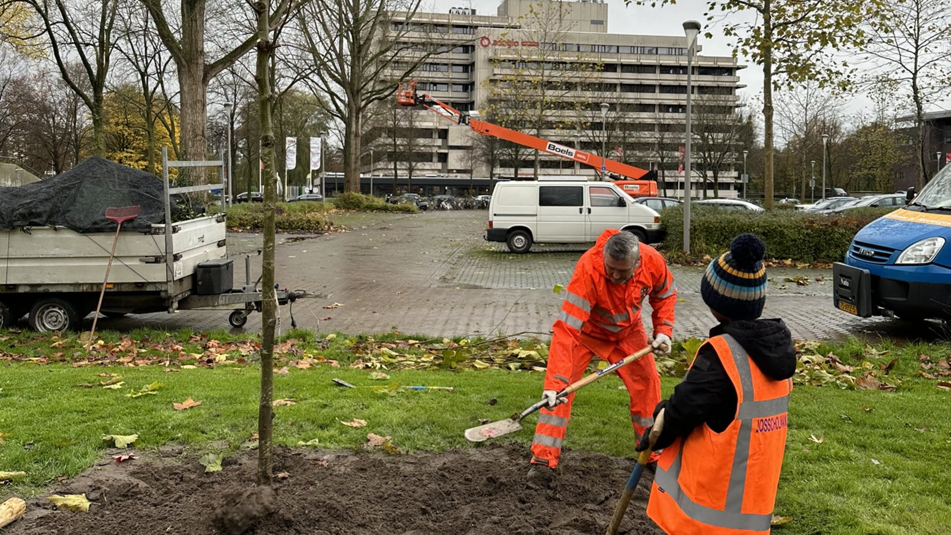 Gemeente start met boomonderhoud en planten van nieuwe bomen