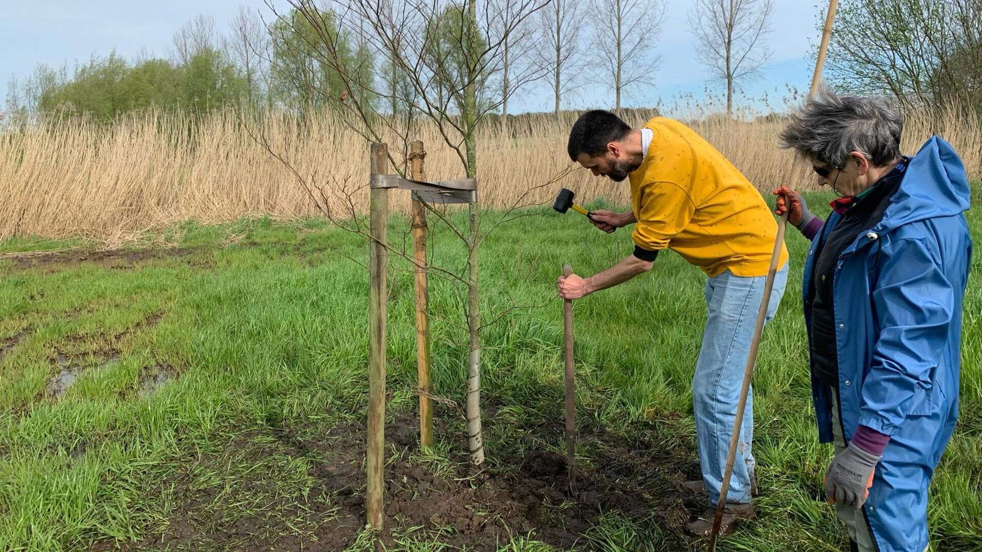 Boost in het notenbos