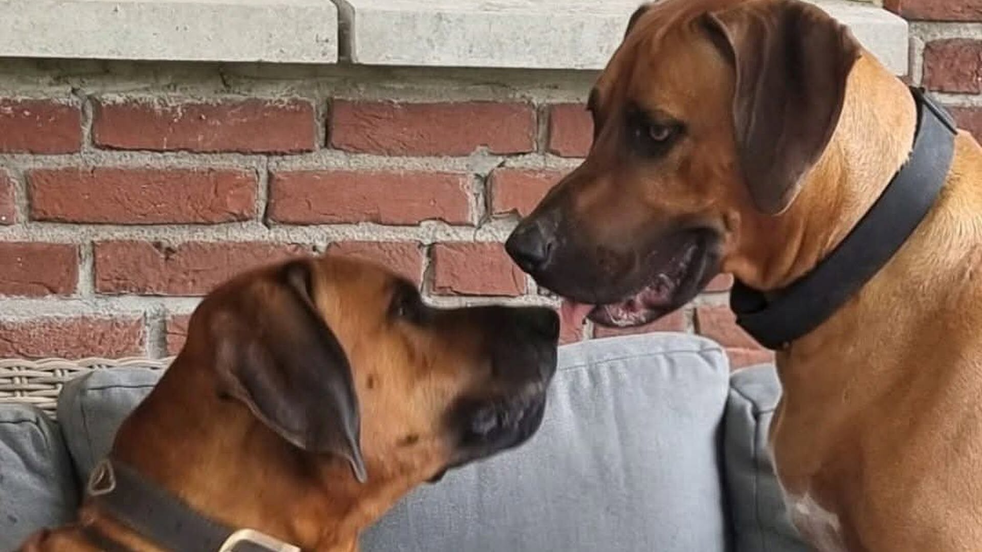 Winnaar Dierendag Fotowedstrijd