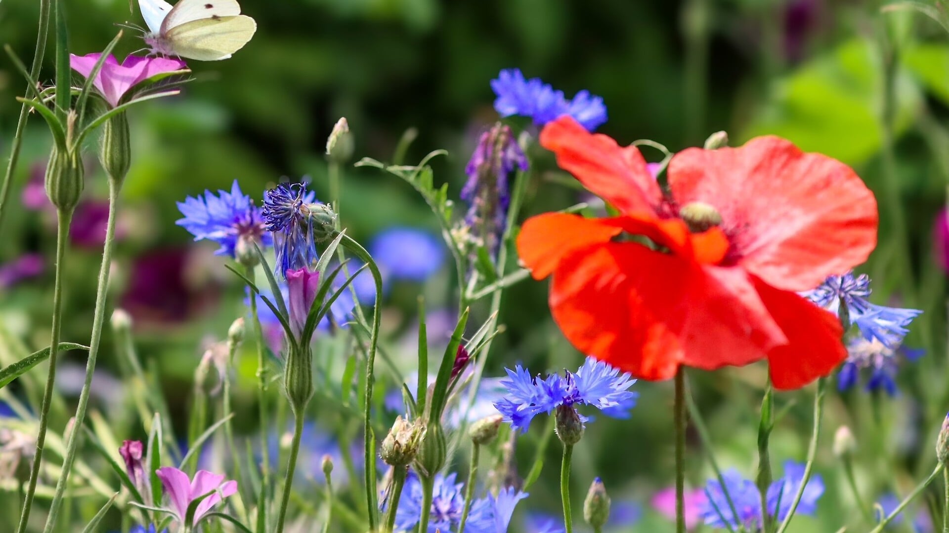 Als je samen zaait, bloeit er meer dan alleen bloemen