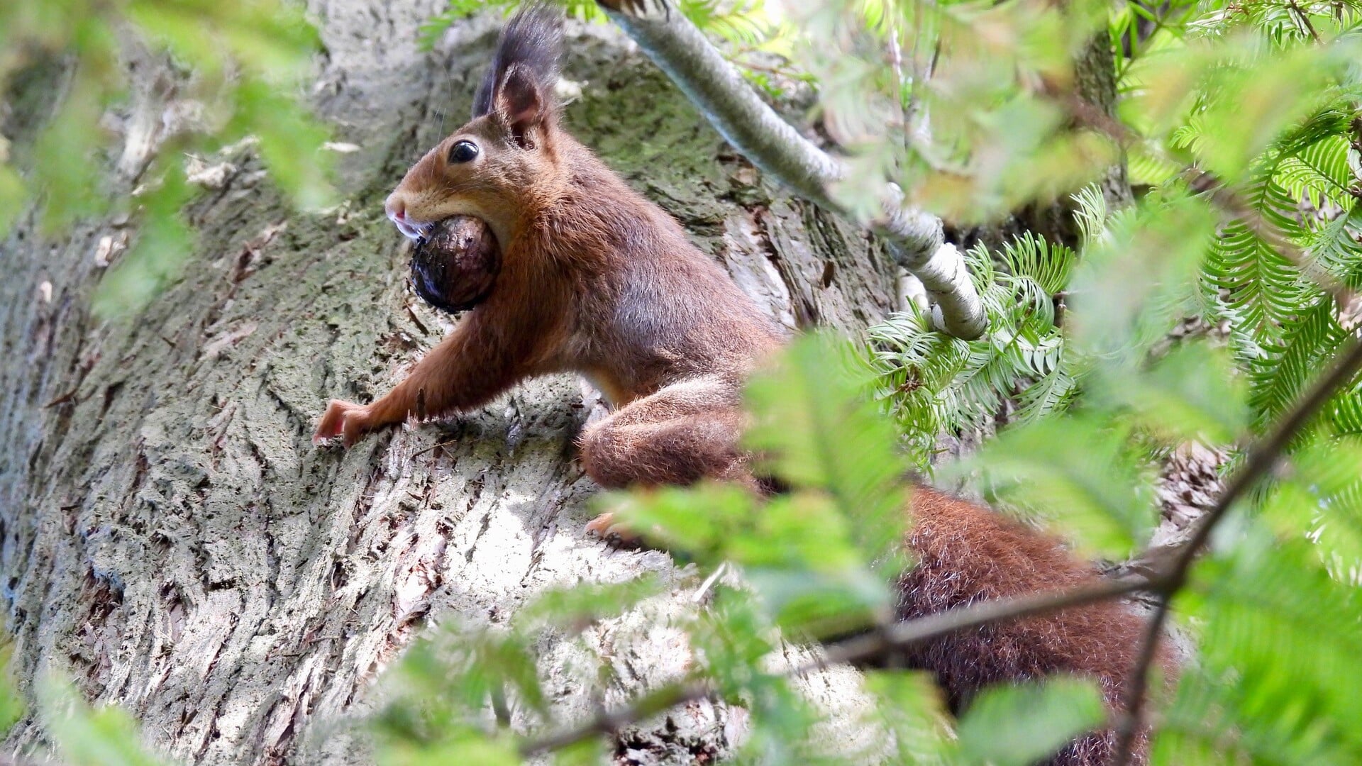 Natuurfoto: IJverige eekhoorn op de Rooise Heide